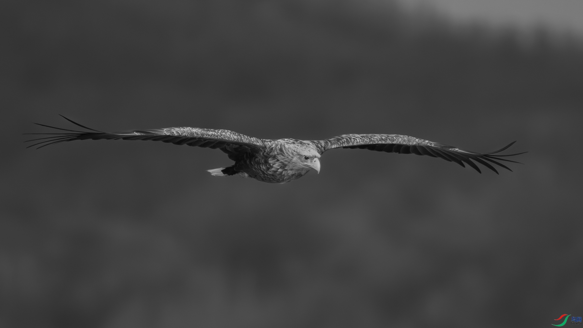 _11A4396-1.jpg