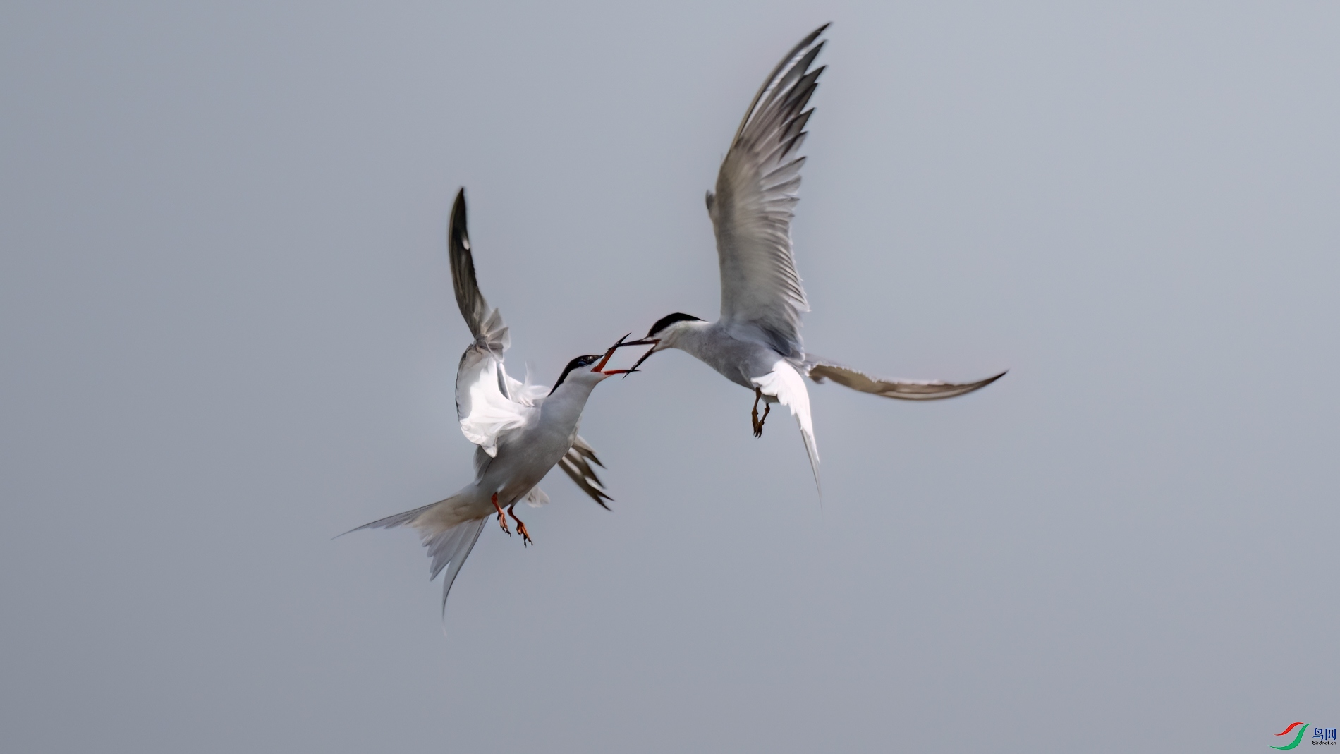 DSC_3380sen2026-5-19-27-�༭.jpg
