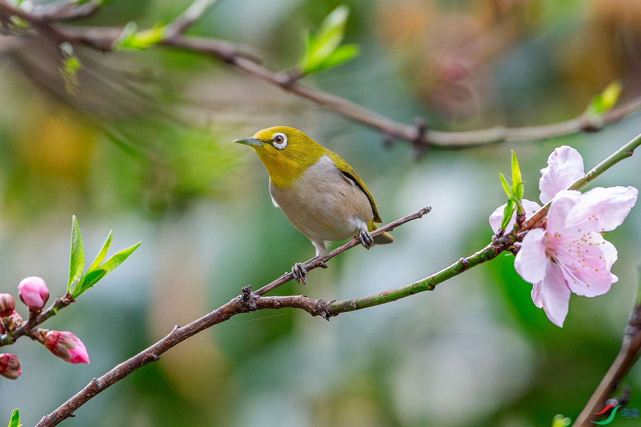 DSC_6159-AB.jpg