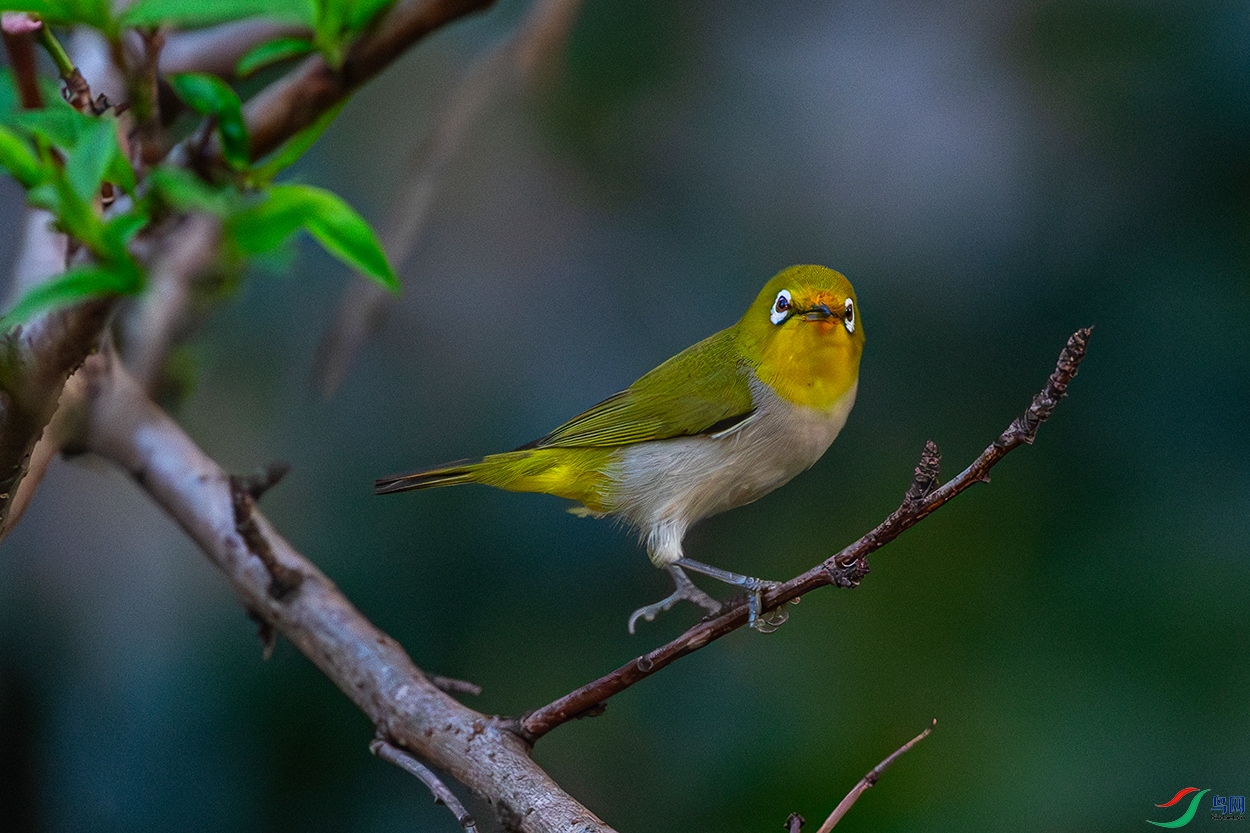 DSC_7376-AB.jpg