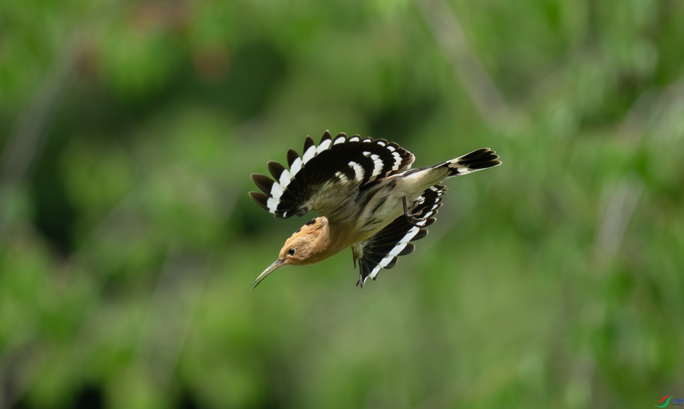 DSC_6061.jpg