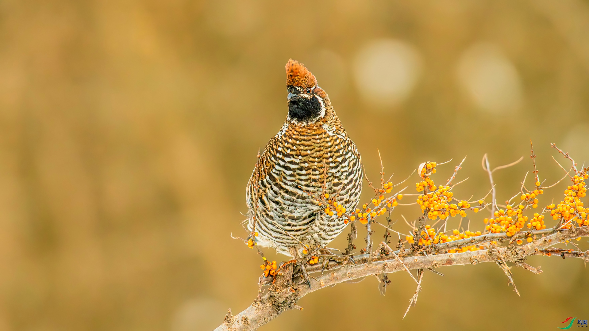 _DSC9075_����.jpg