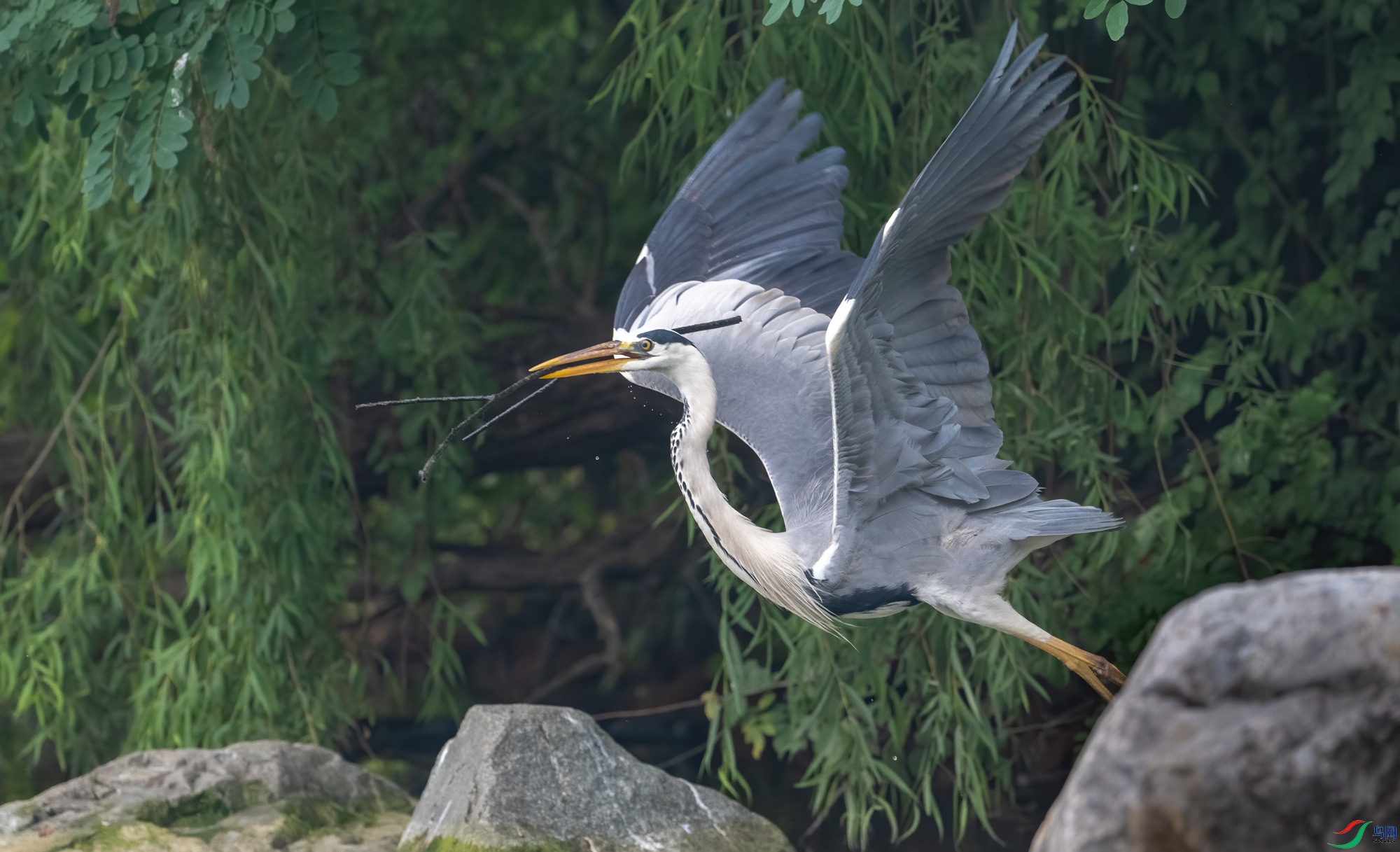 DSC_7230-11.jpg