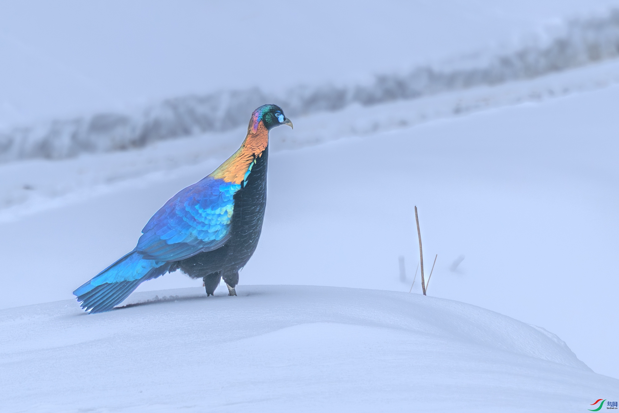 ��β����089A9458.jpg