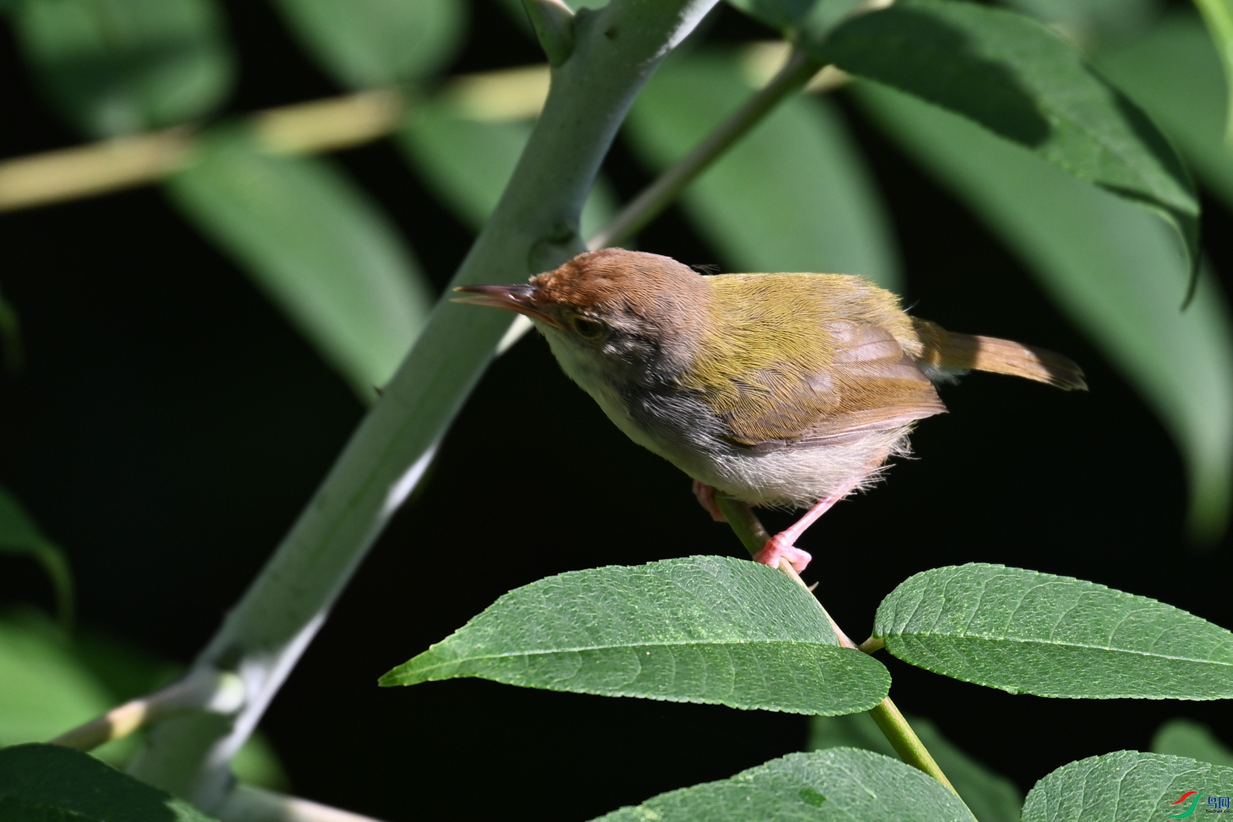 DSC_3857.JPG