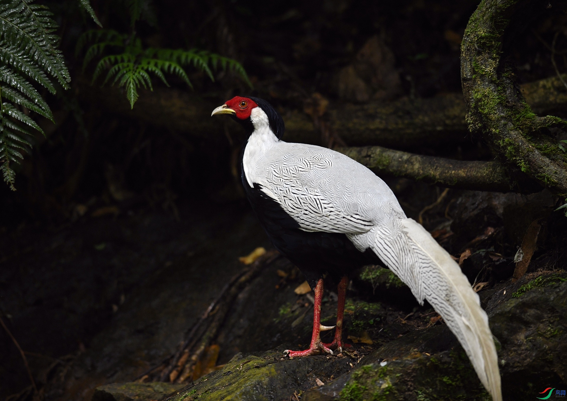 DSC_8125.jpg