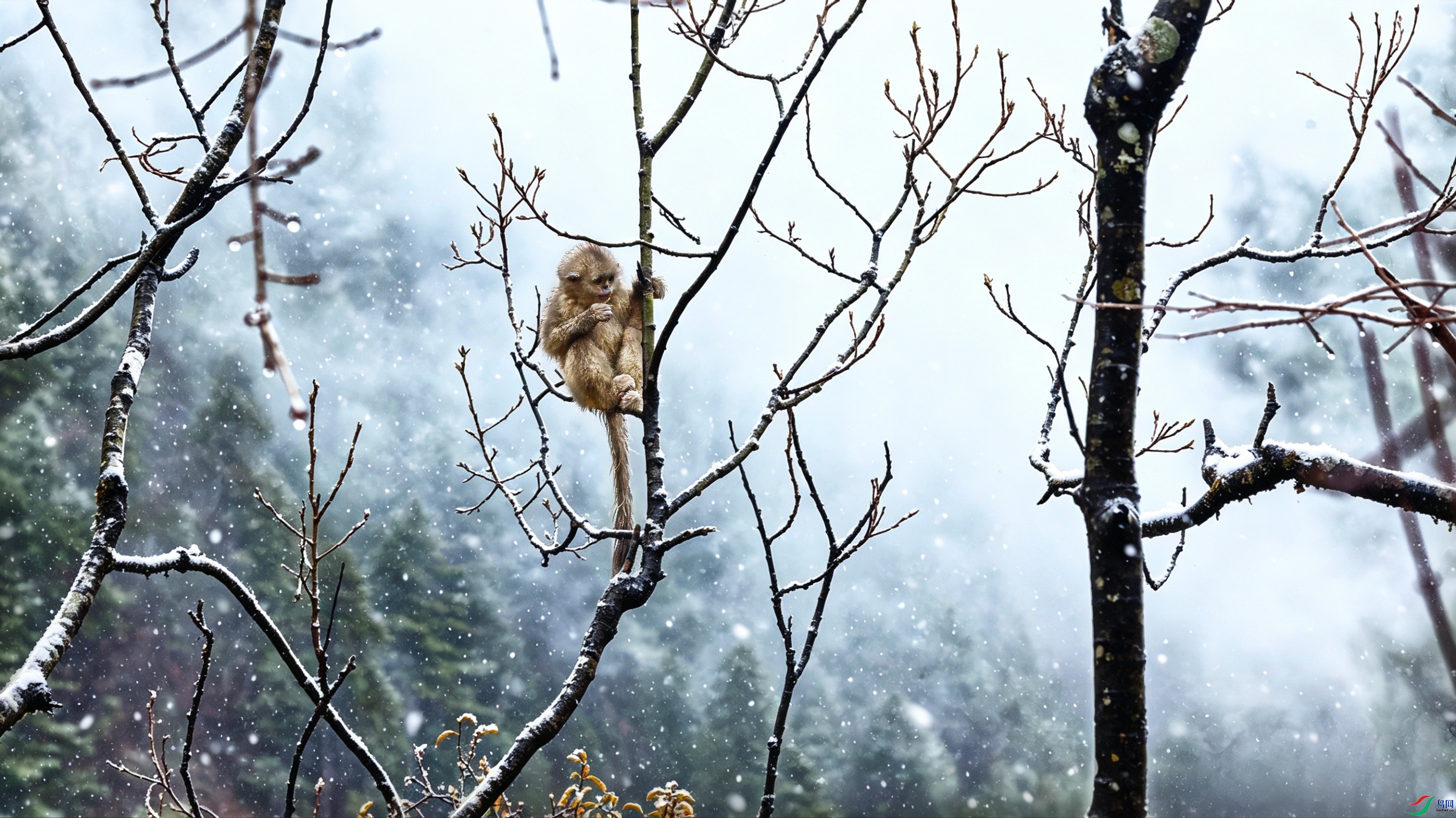 ����ѩ���顷E2A90091.jpg