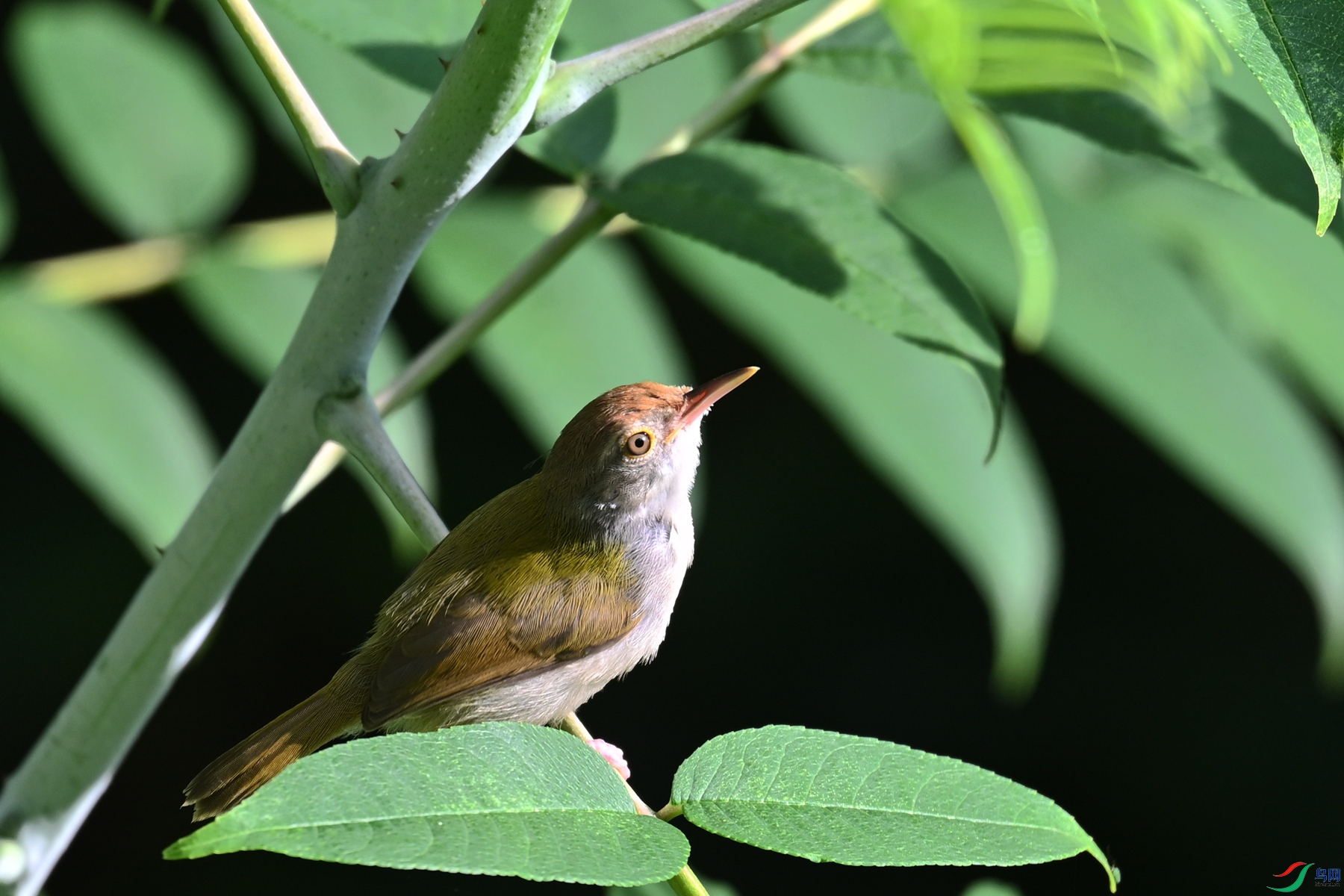 DSC_3868.JPG