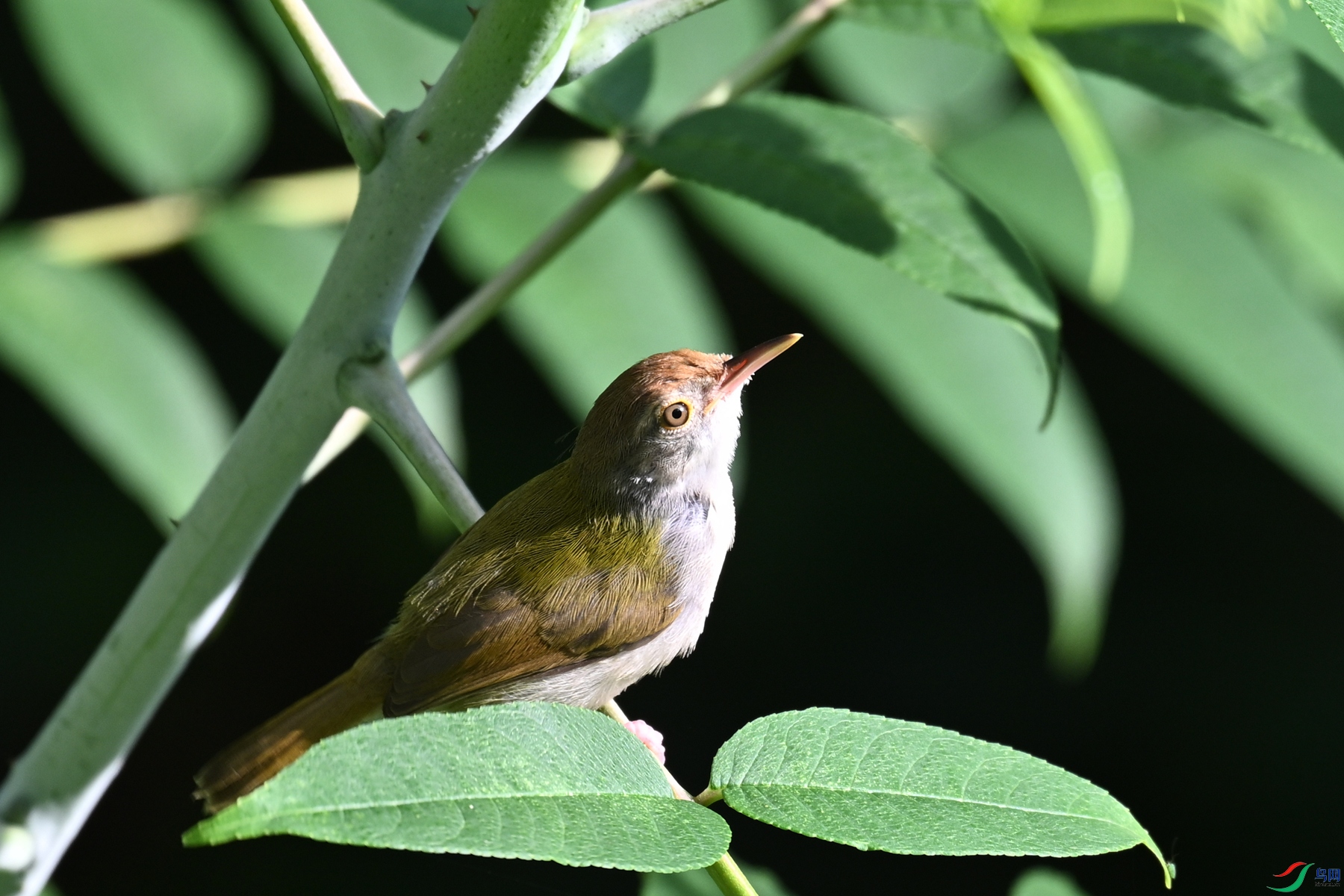 DSC_3867.JPG