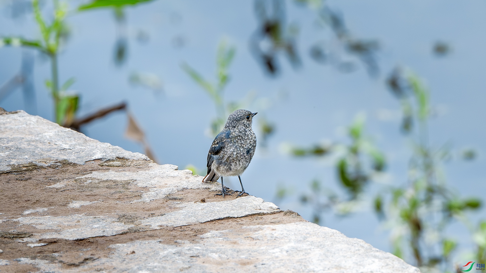 DSC_4307-����ǿ-NR ����.jpg