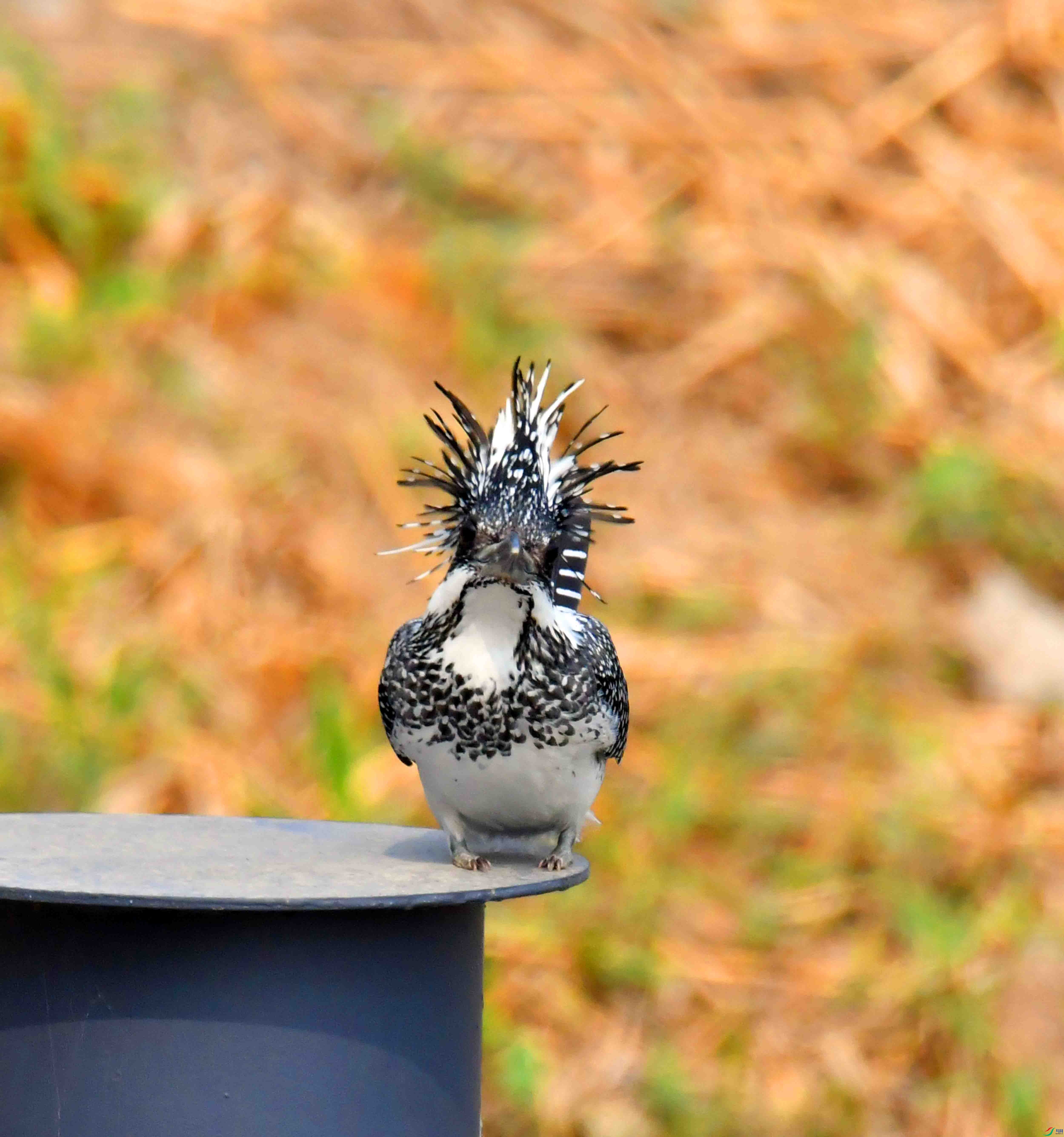 DSC_0336.JPG