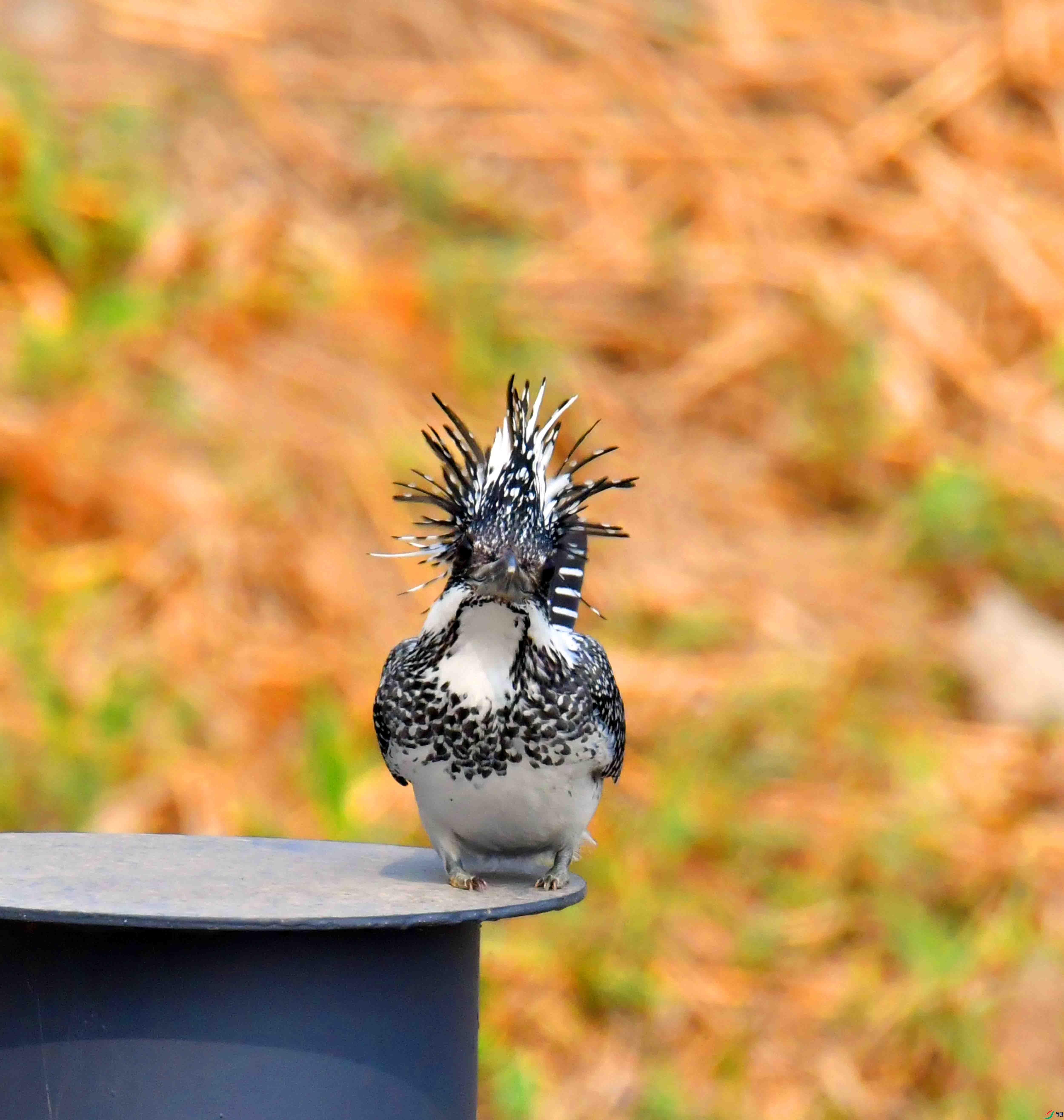 DSC_0335.JPG