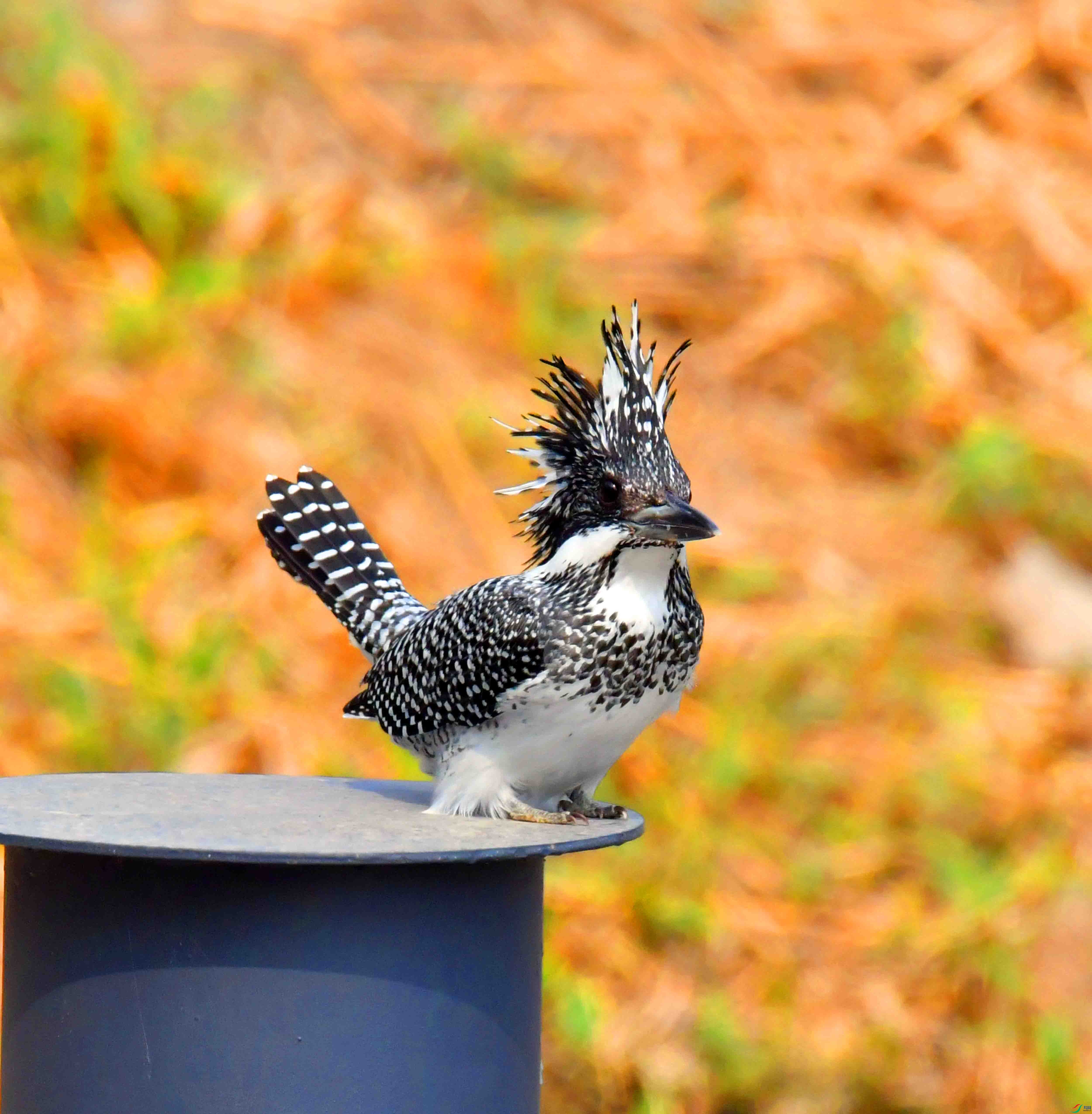 DSC_0329.JPG