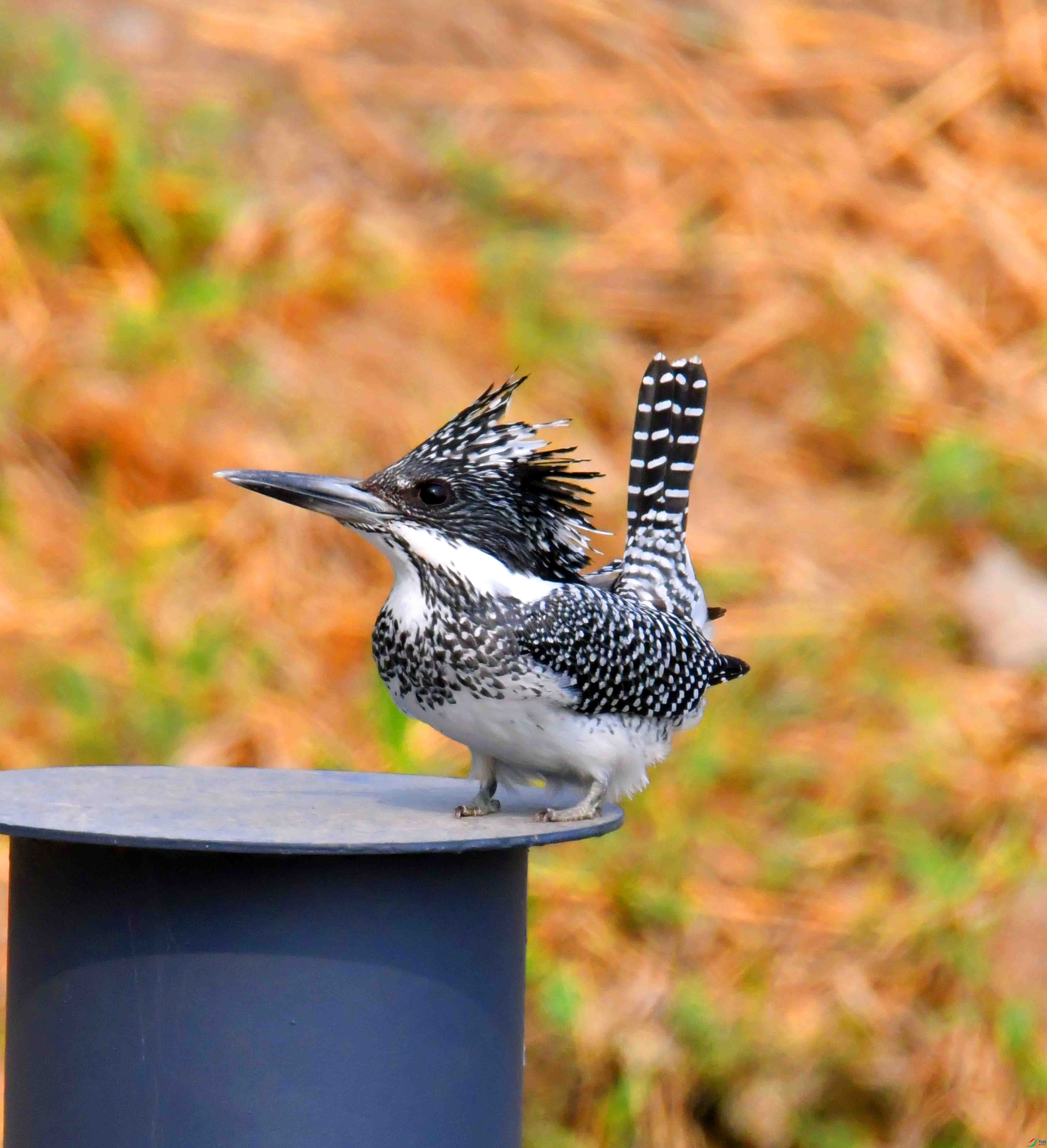 DSC_0338.JPG