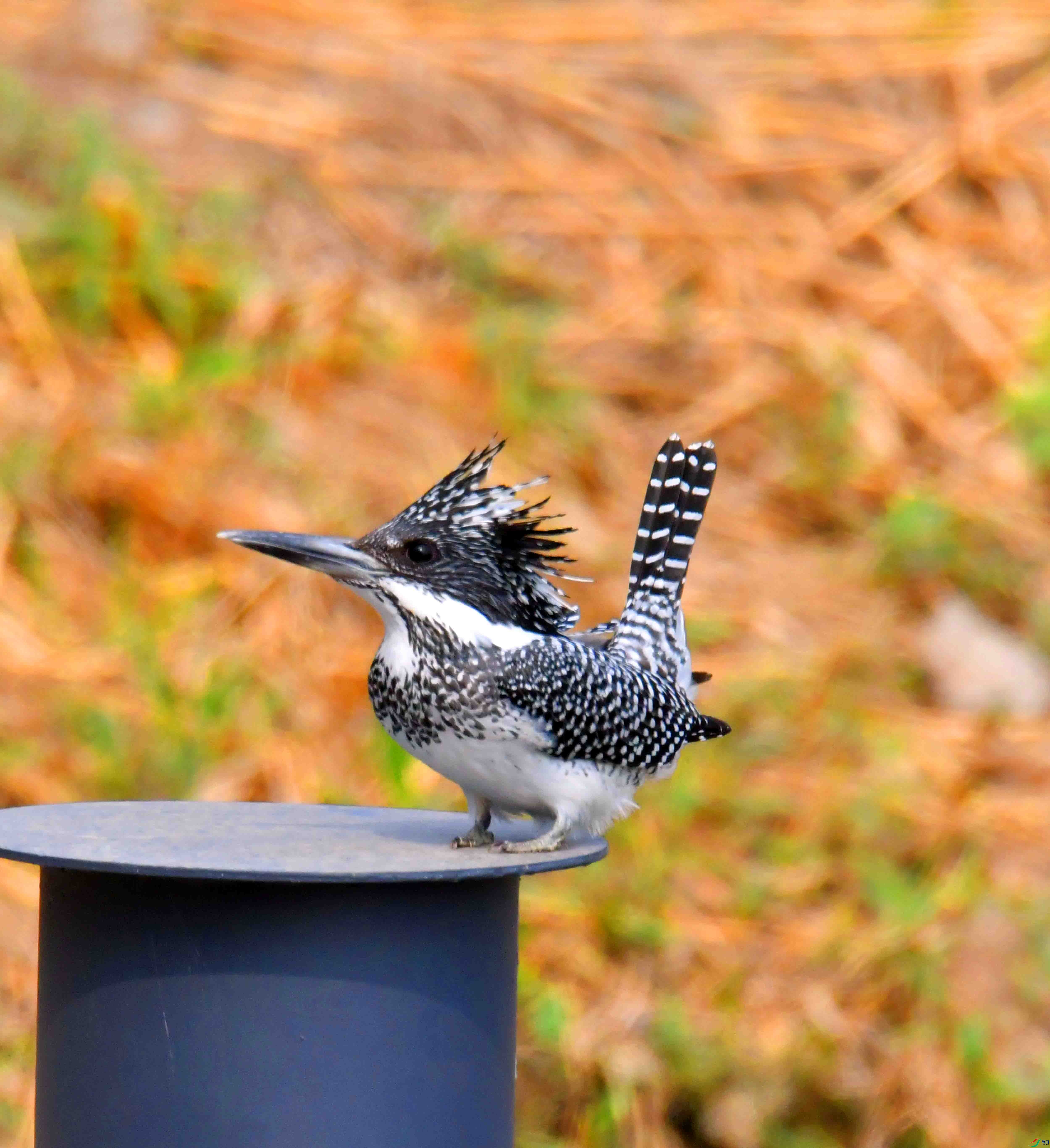 DSC_0339.JPG