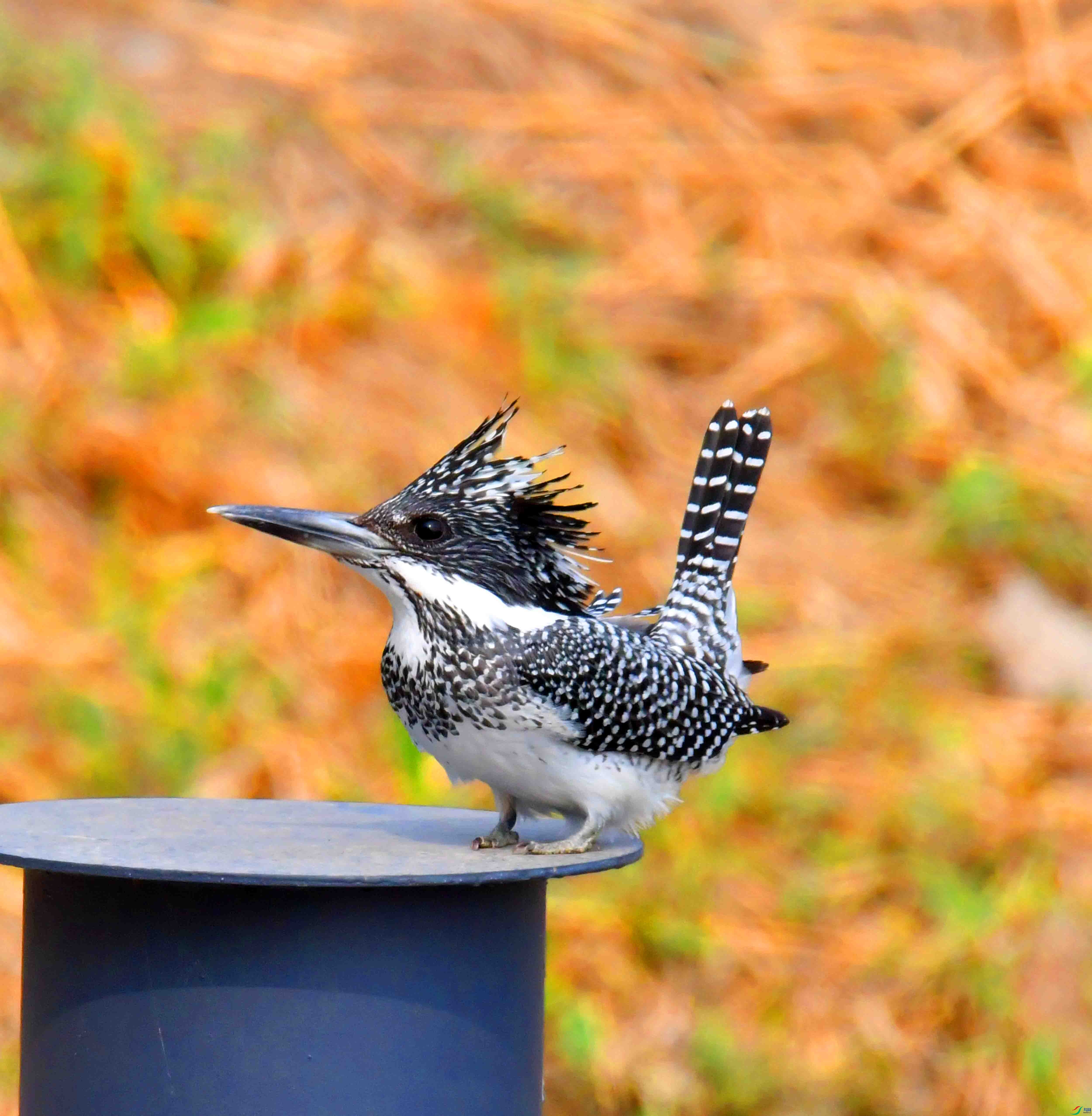 DSC_0340.JPG