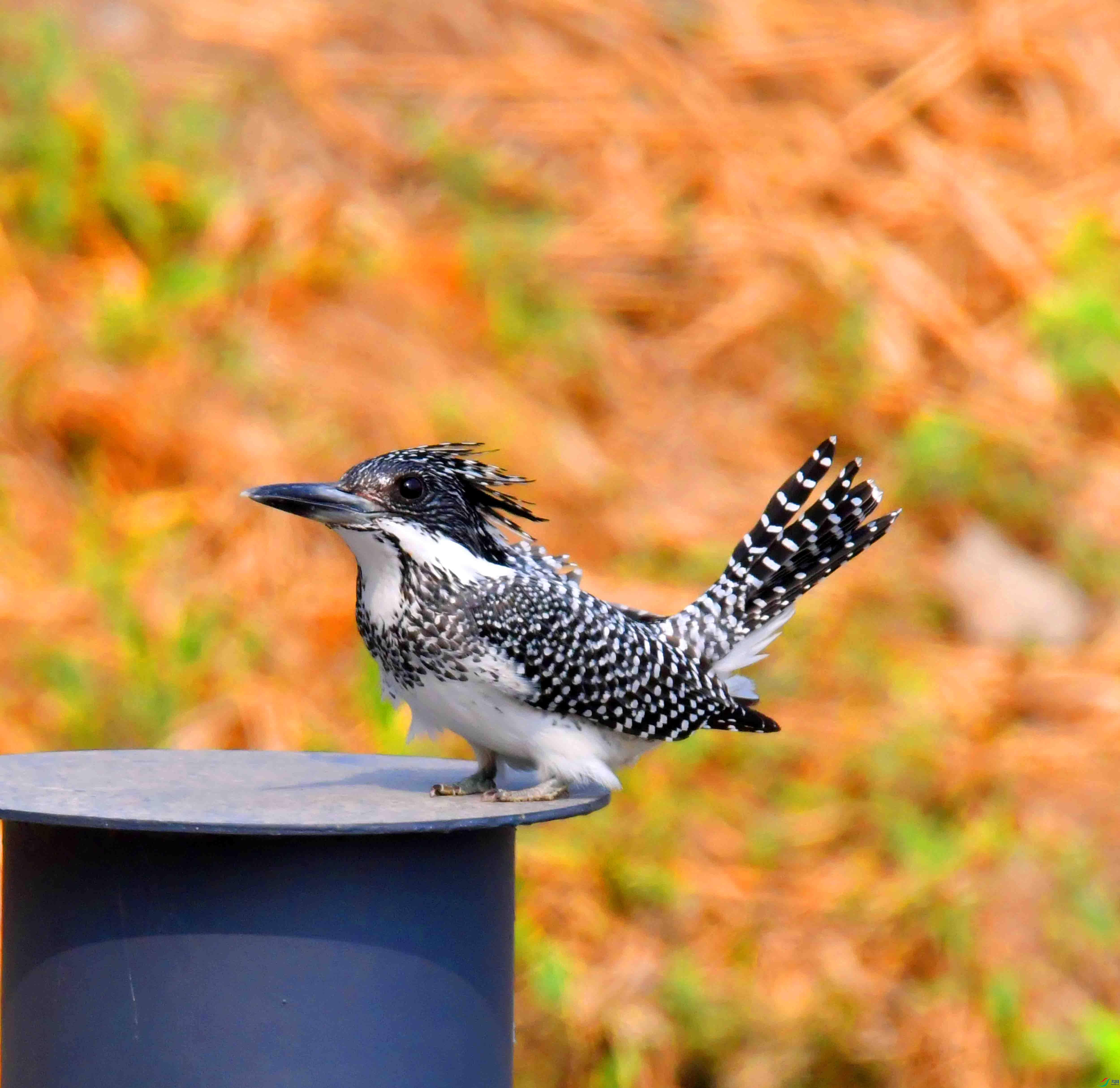 DSC_0342.JPG