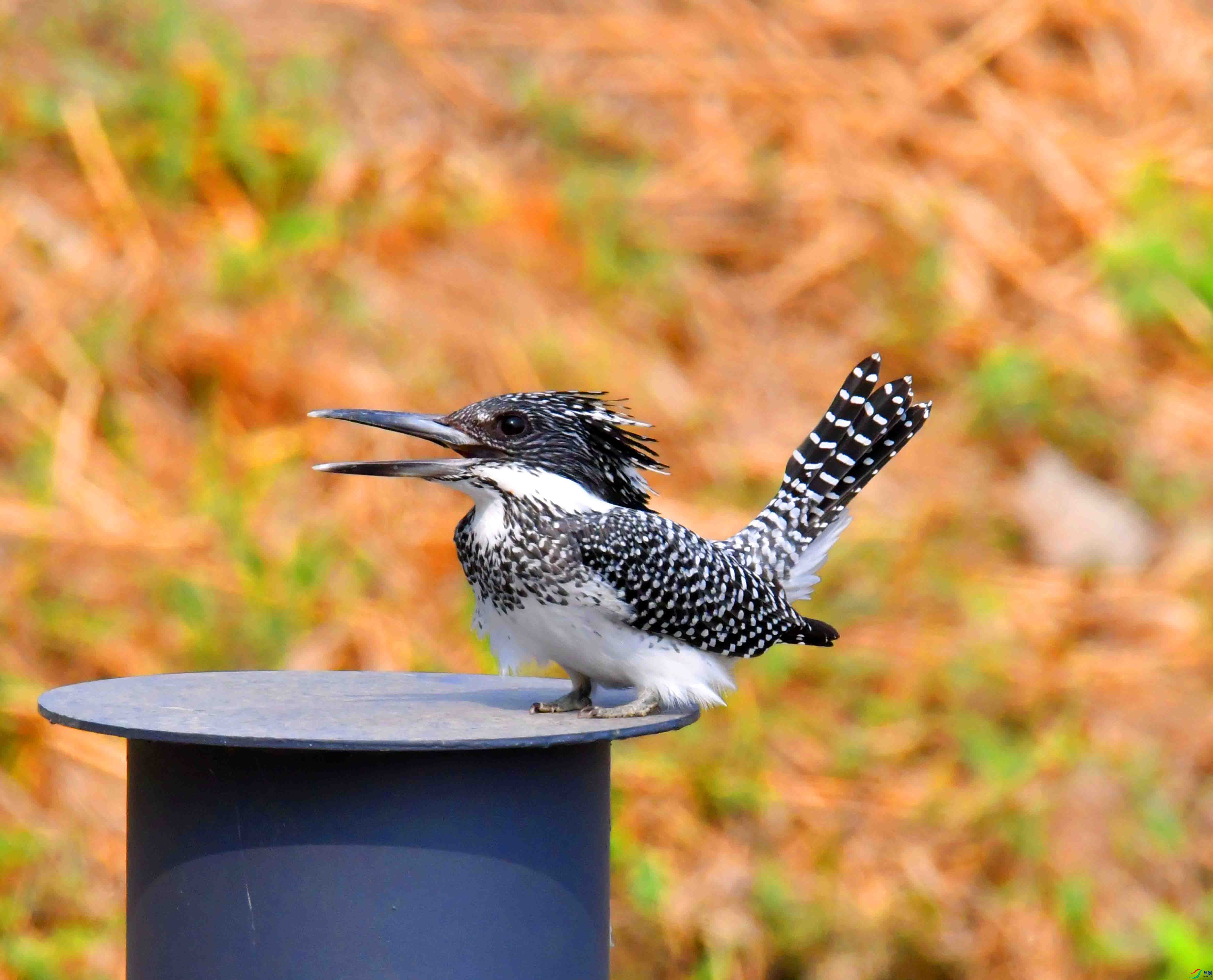 DSC_0346.JPG