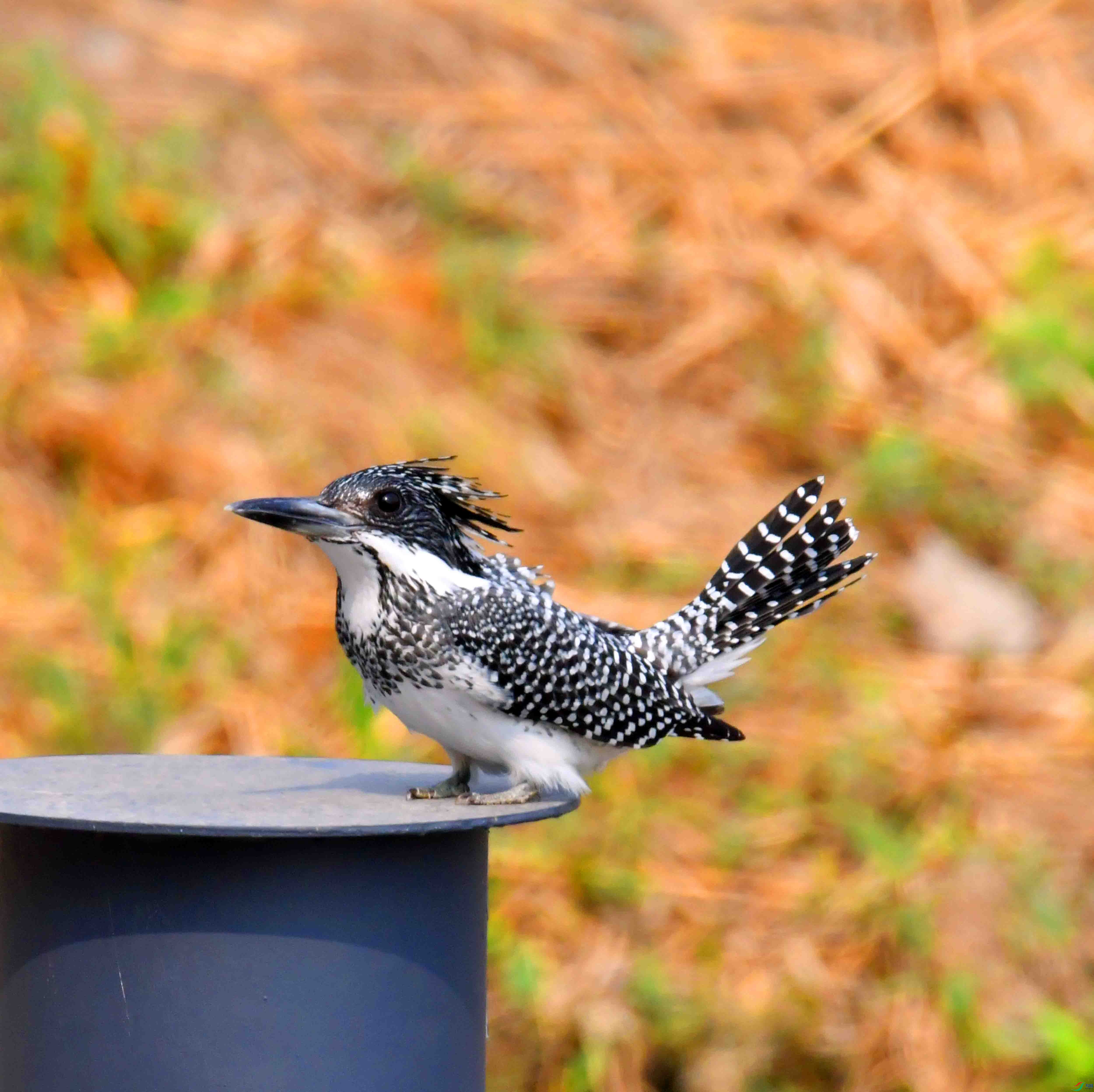 DSC_0343.JPG