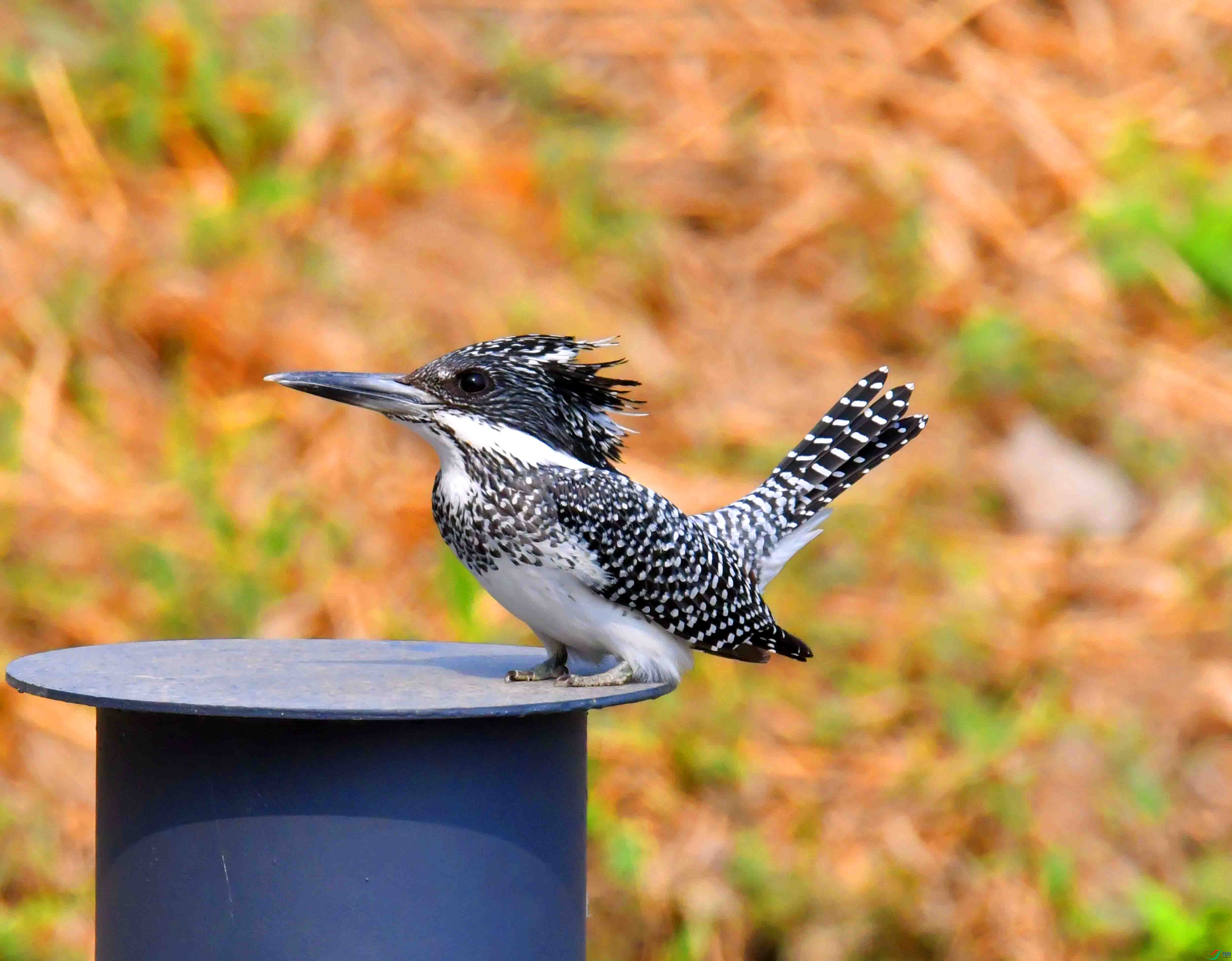 DSC_0355.JPG