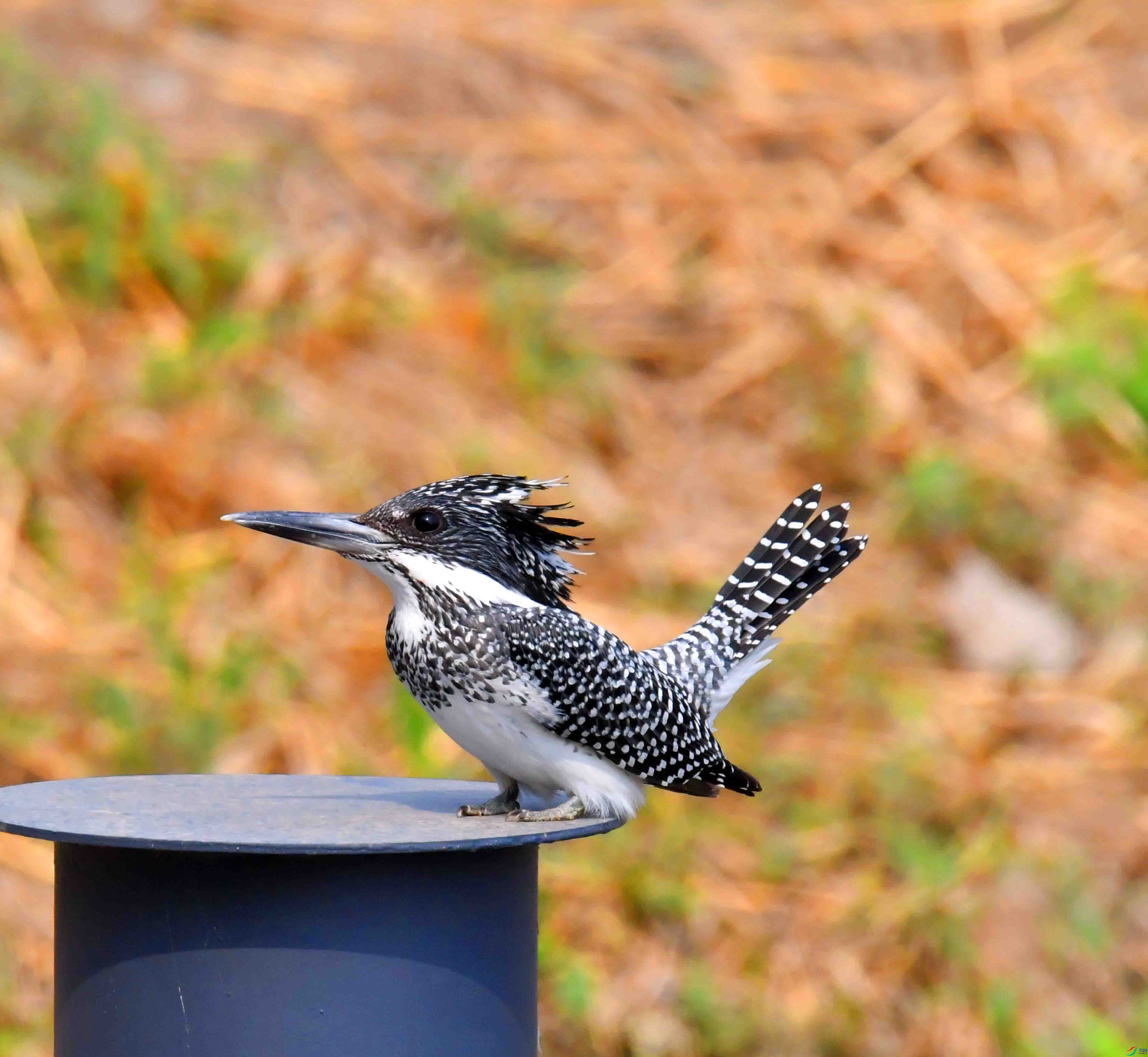 DSC_0353.JPG