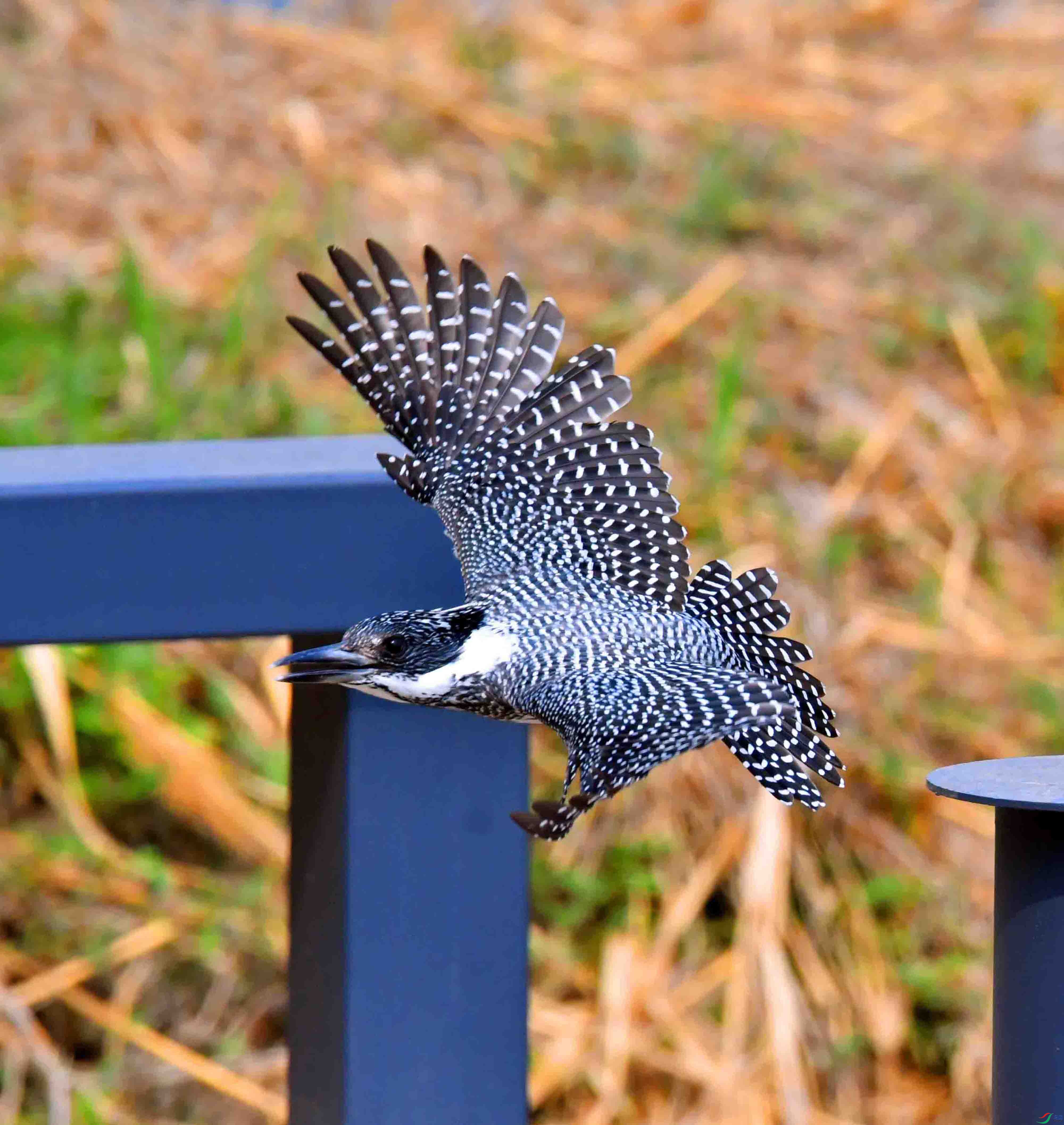 DSC_0389.JPG