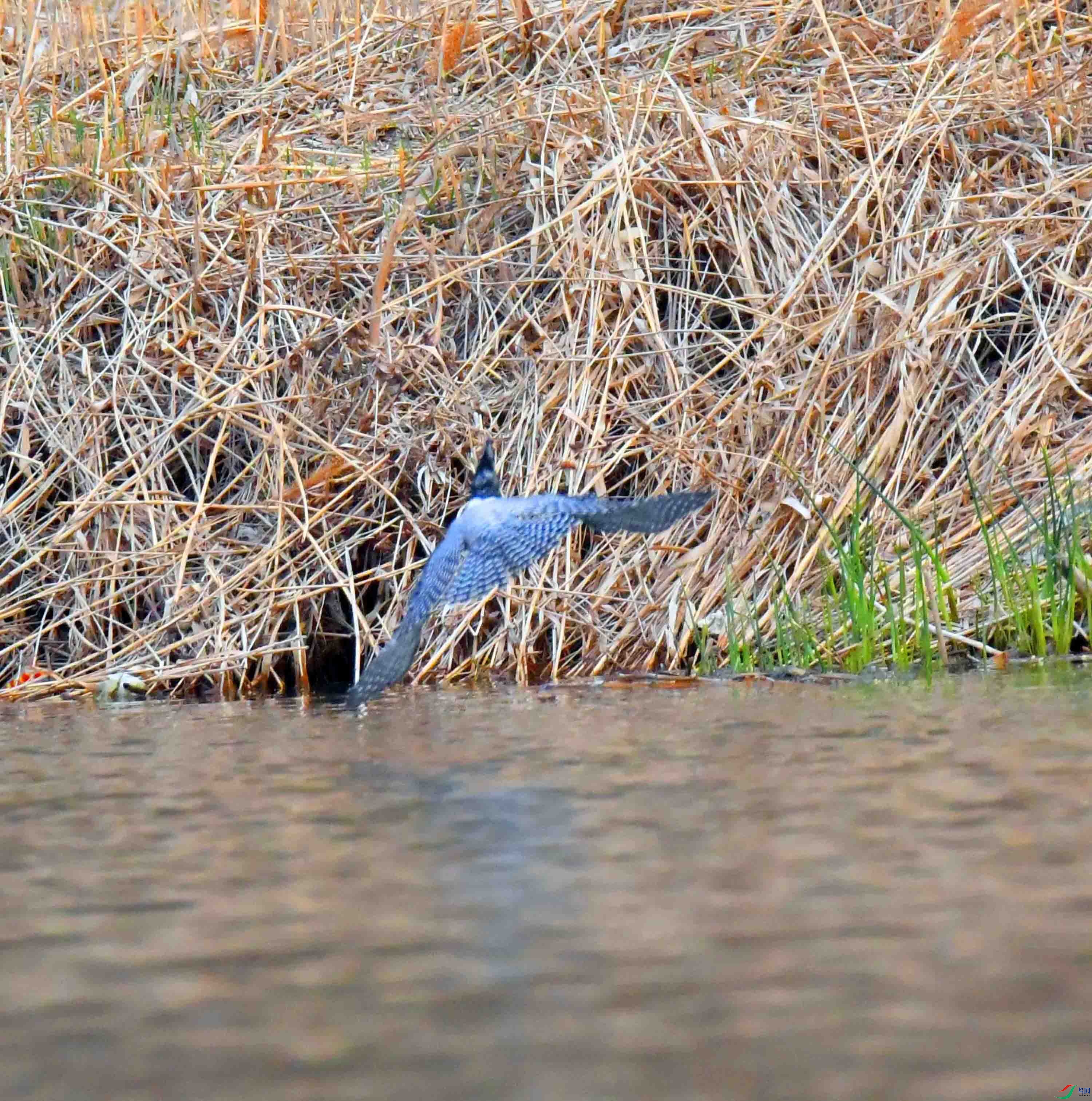 DSC_0441.JPG