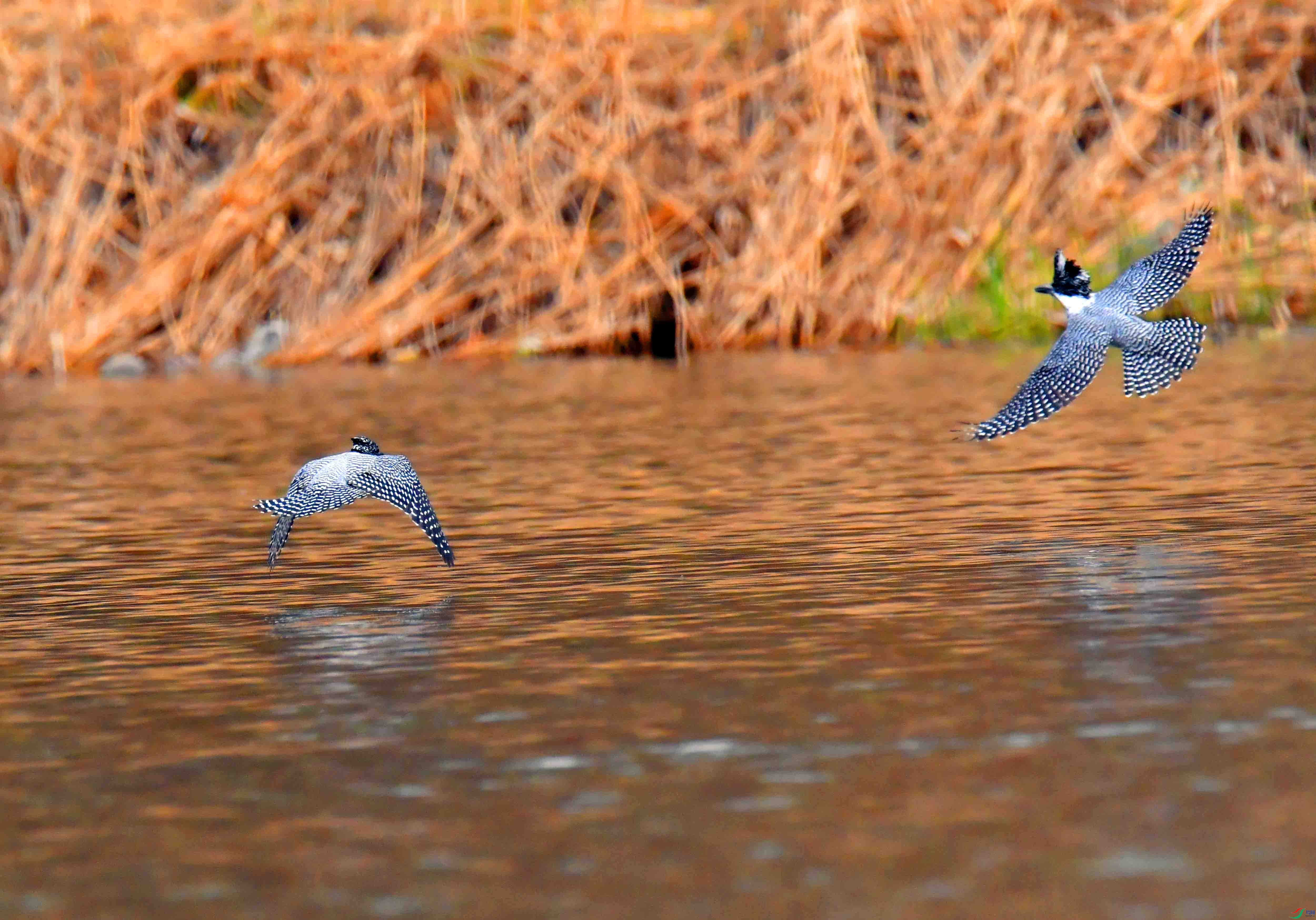 DSC_0433.JPG