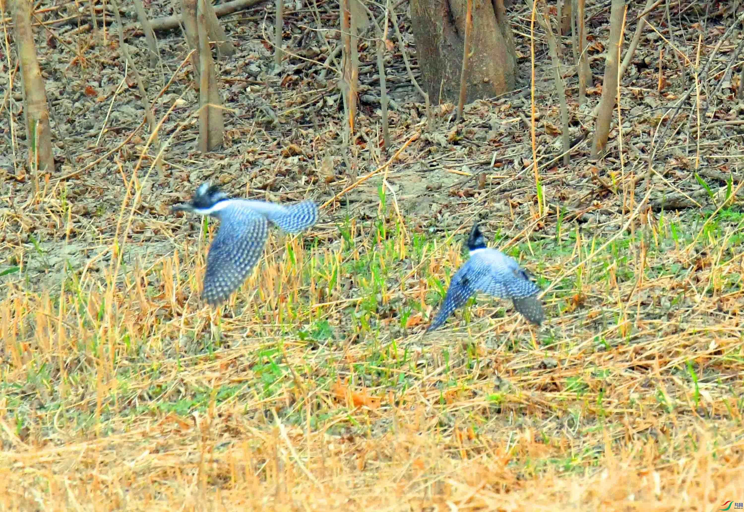 DSC_0444.JPG