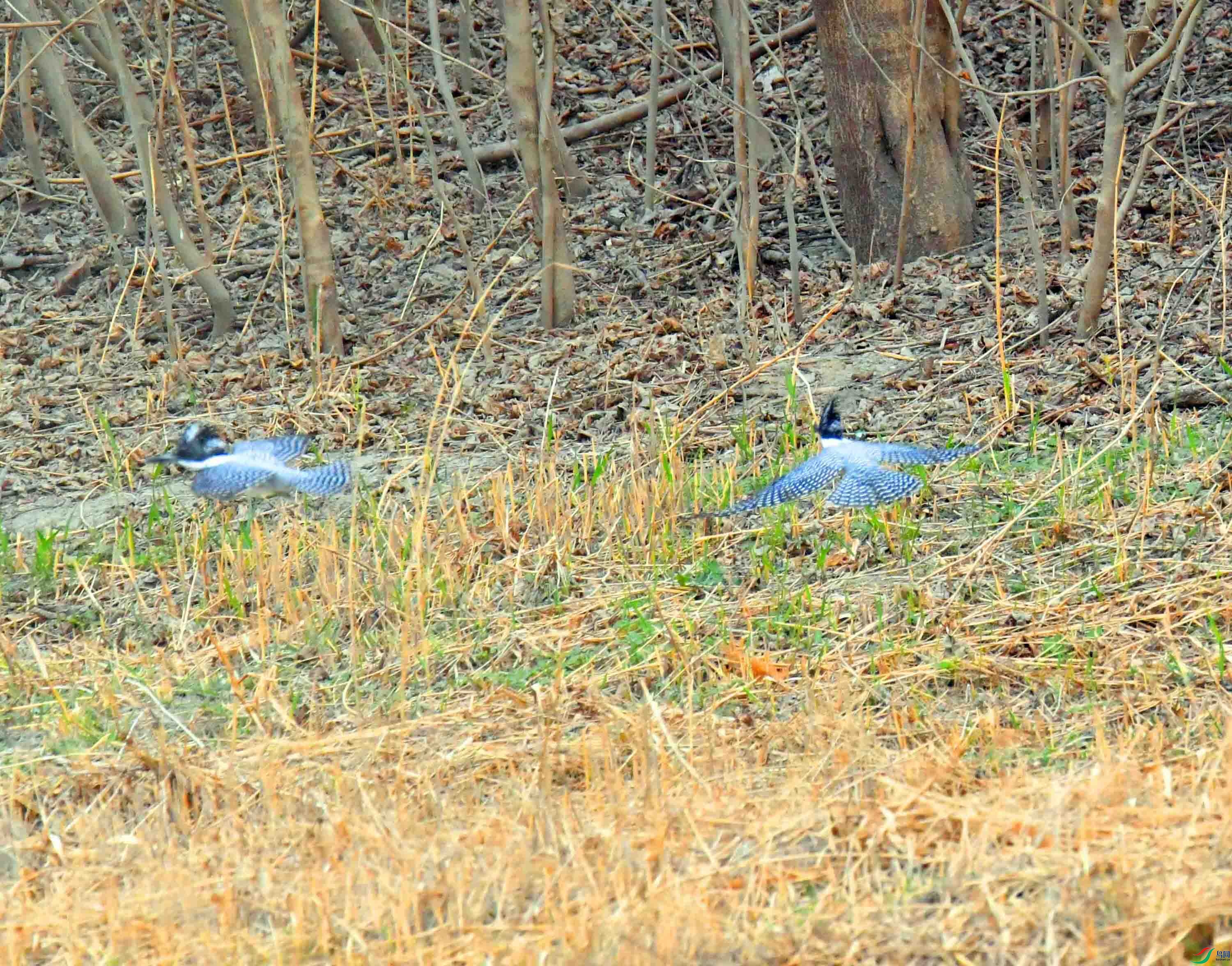 DSC_0445.JPG