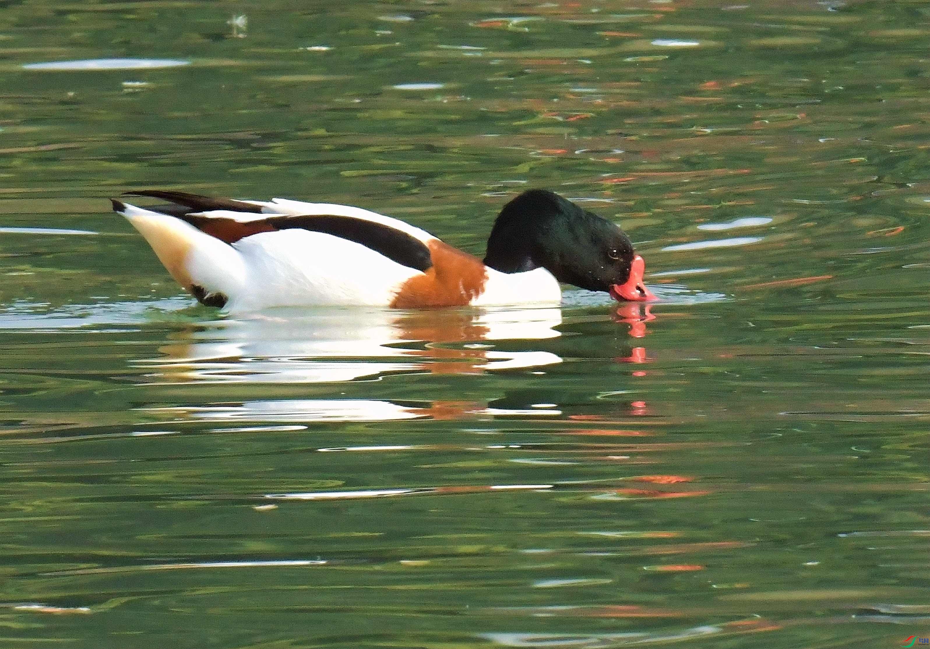 DSC_0654.JPG