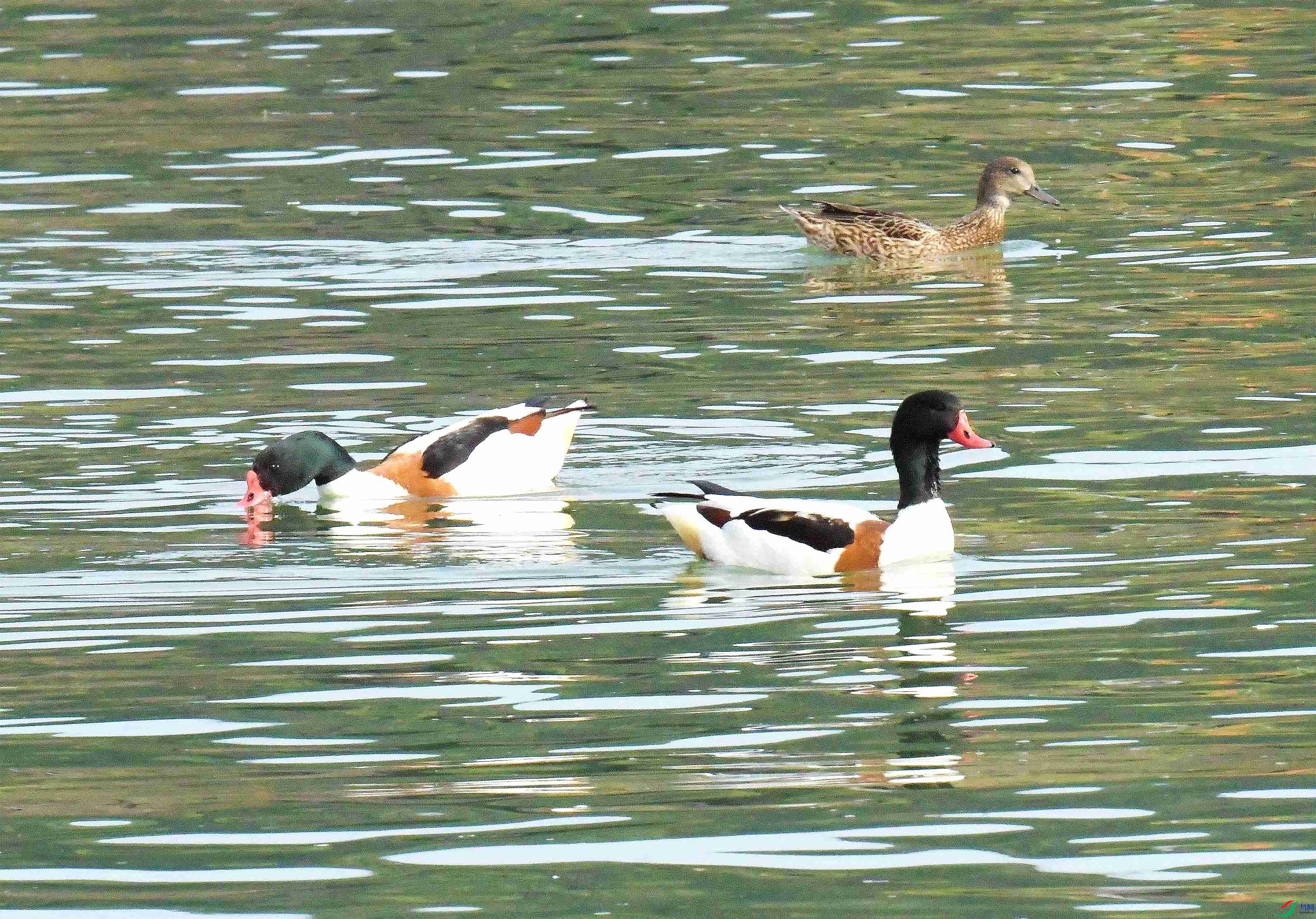 DSC_0633.JPG