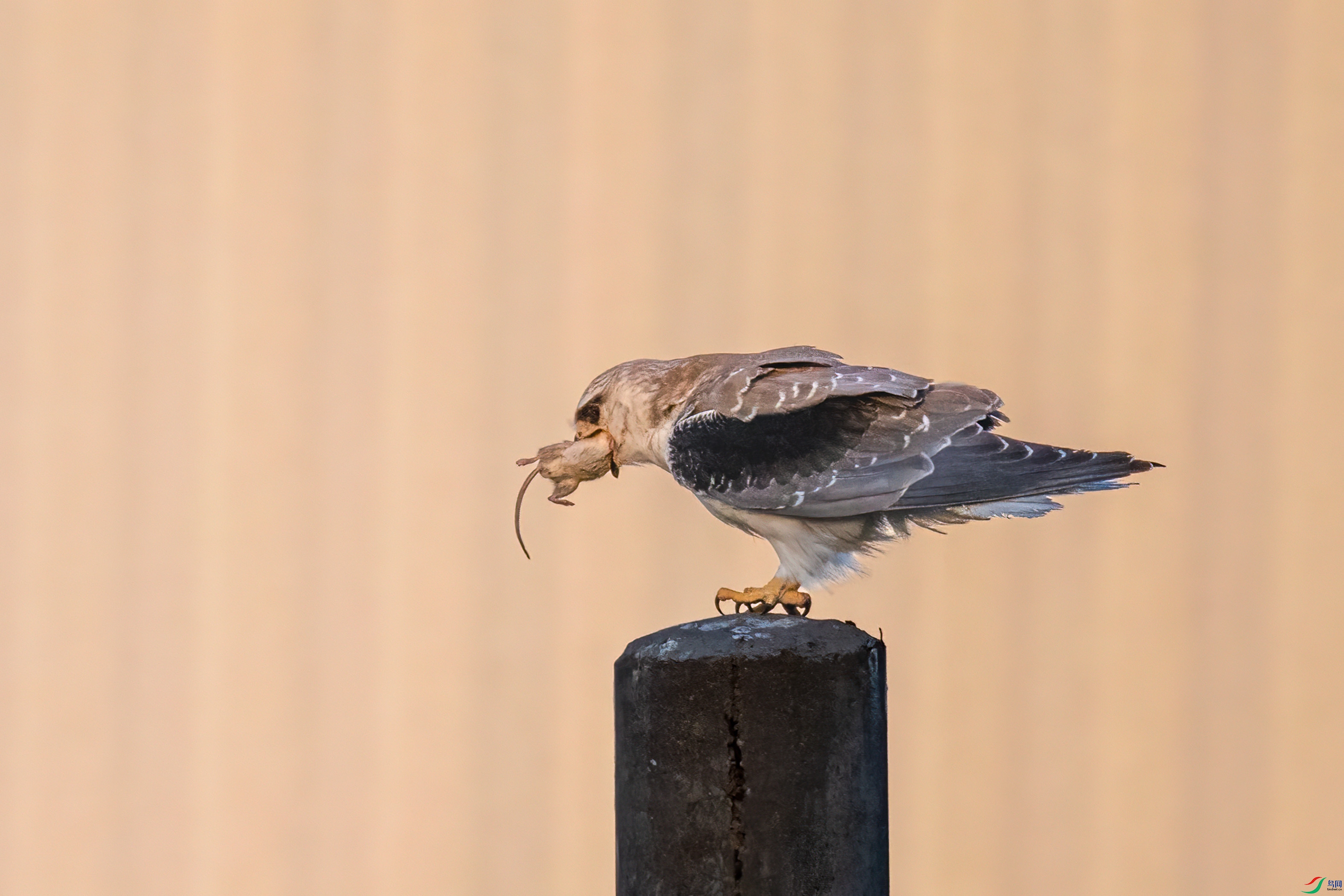 DSC_1056.jpg