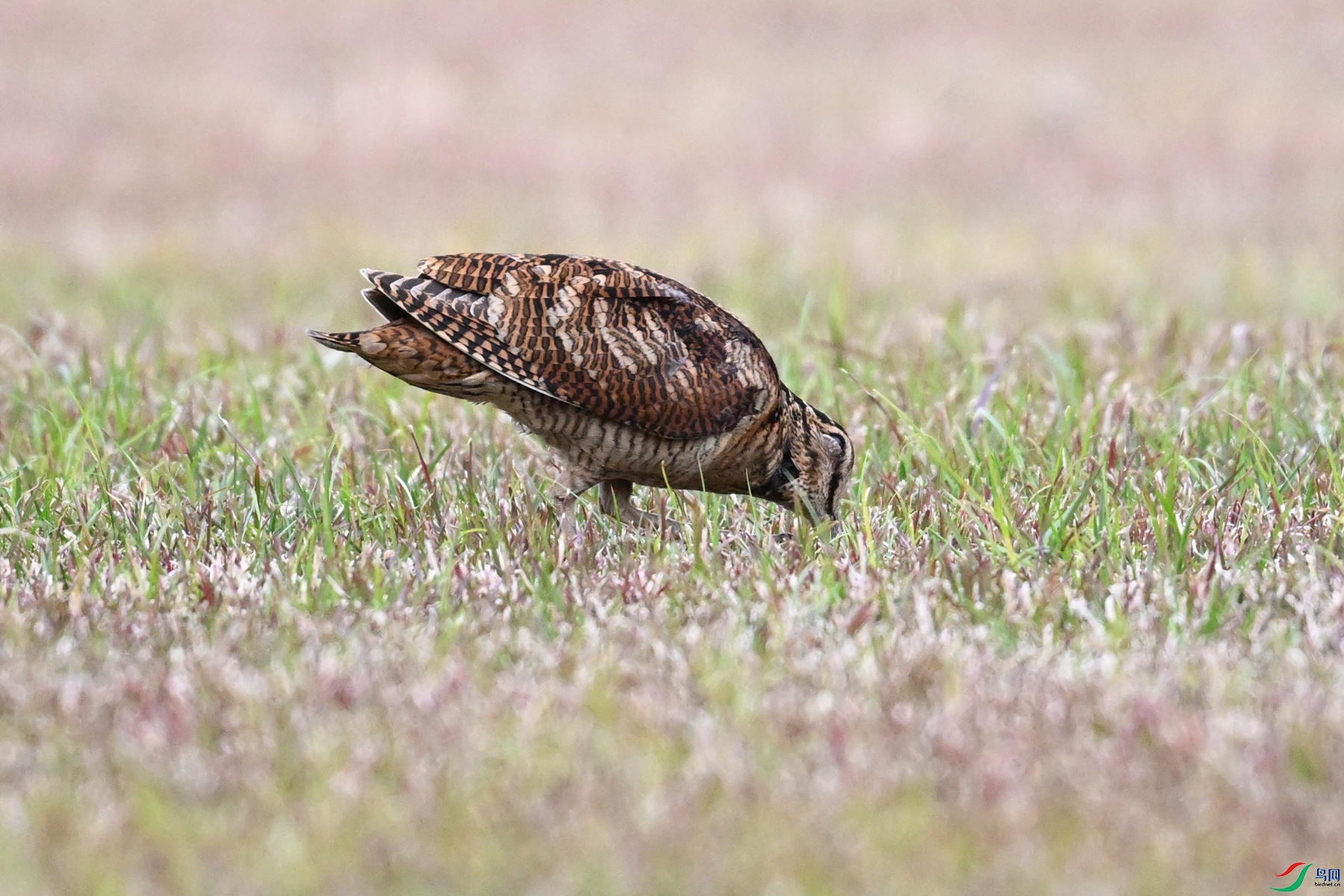 DSC_8736.JPG
