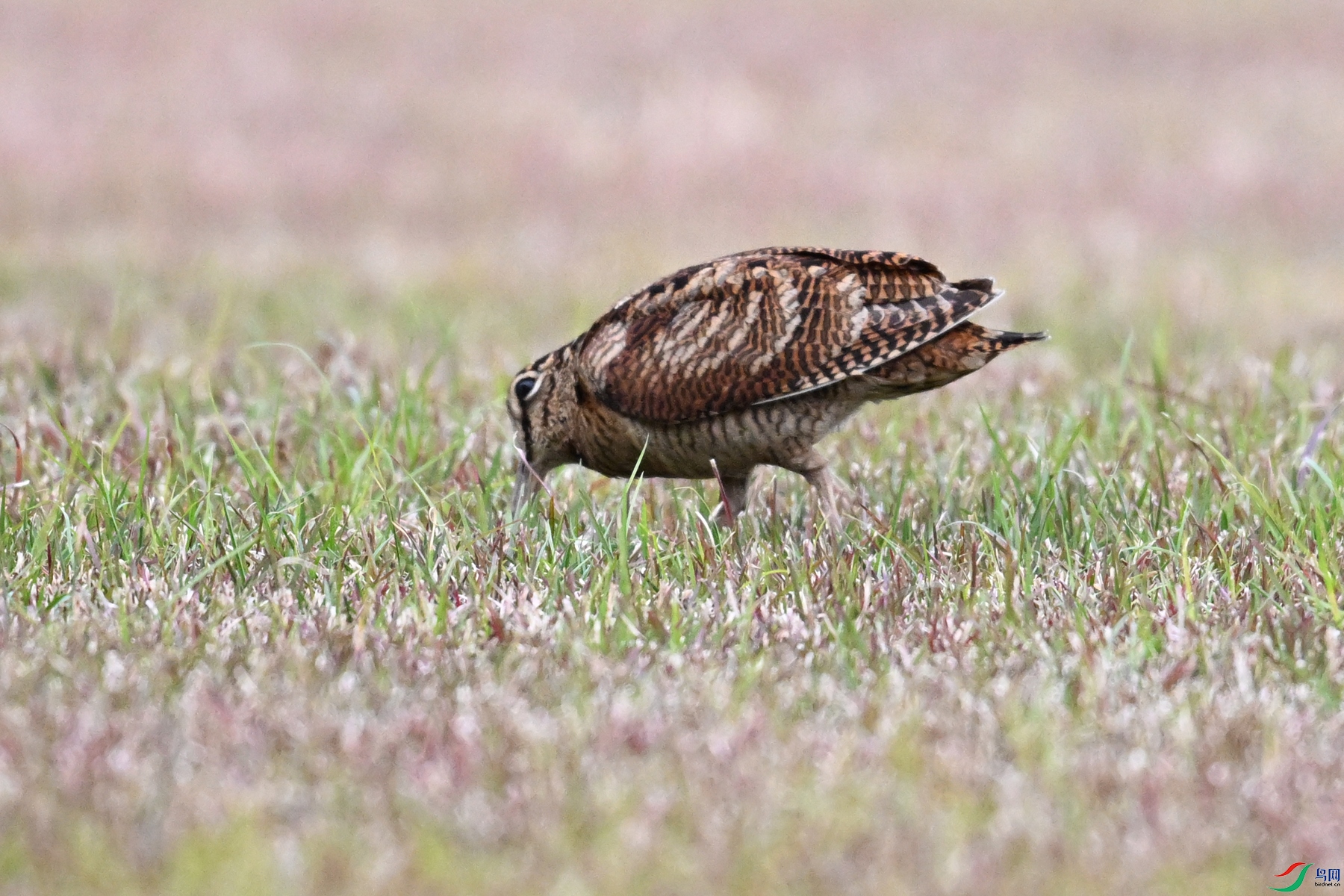 DSC_8740.JPG