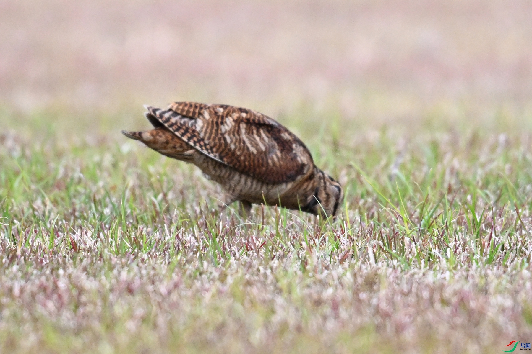 DSC_8737.JPG