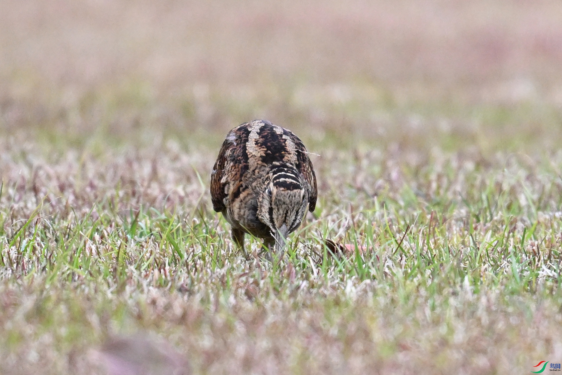 DSC_8717.JPG