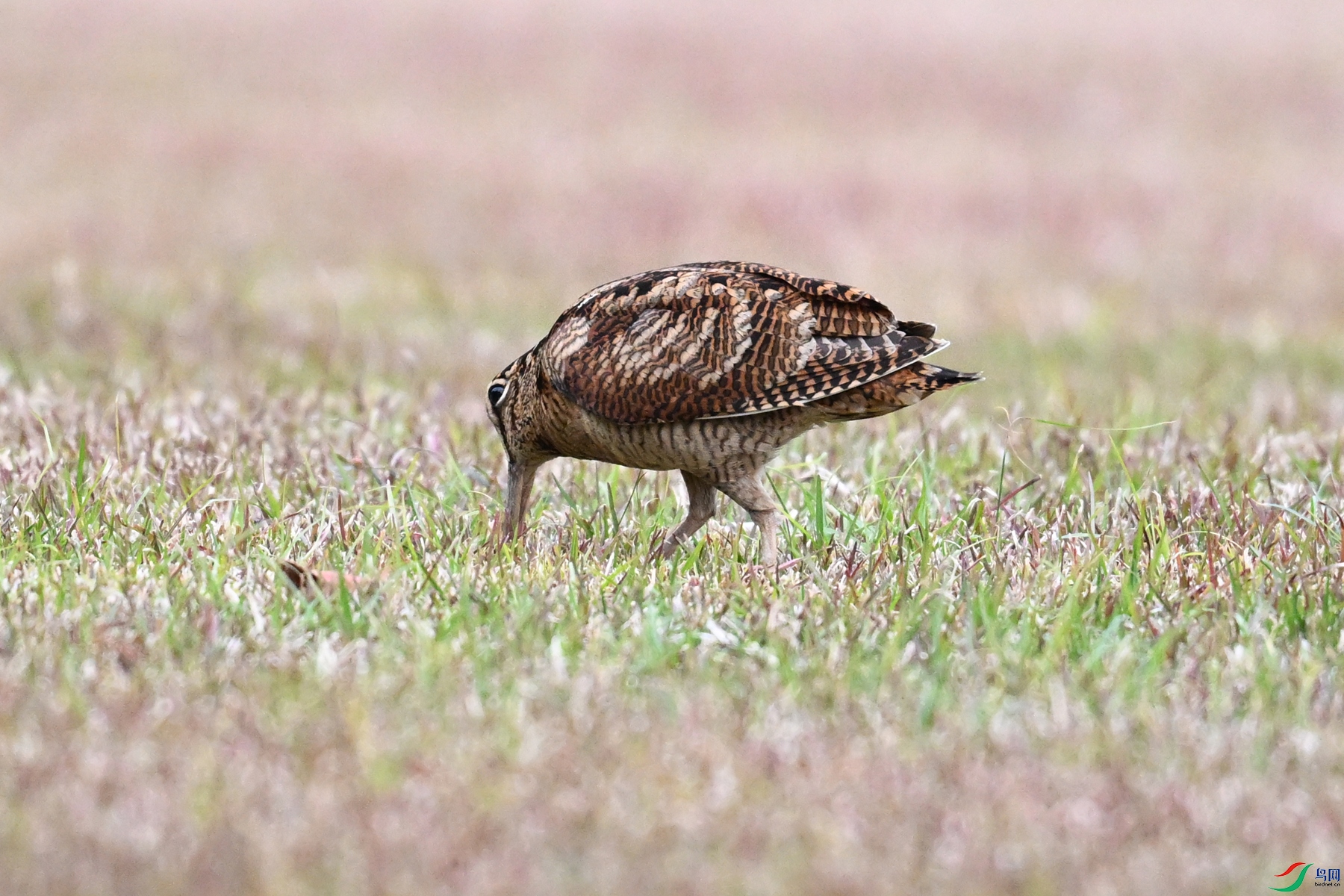 DSC_8745.JPG