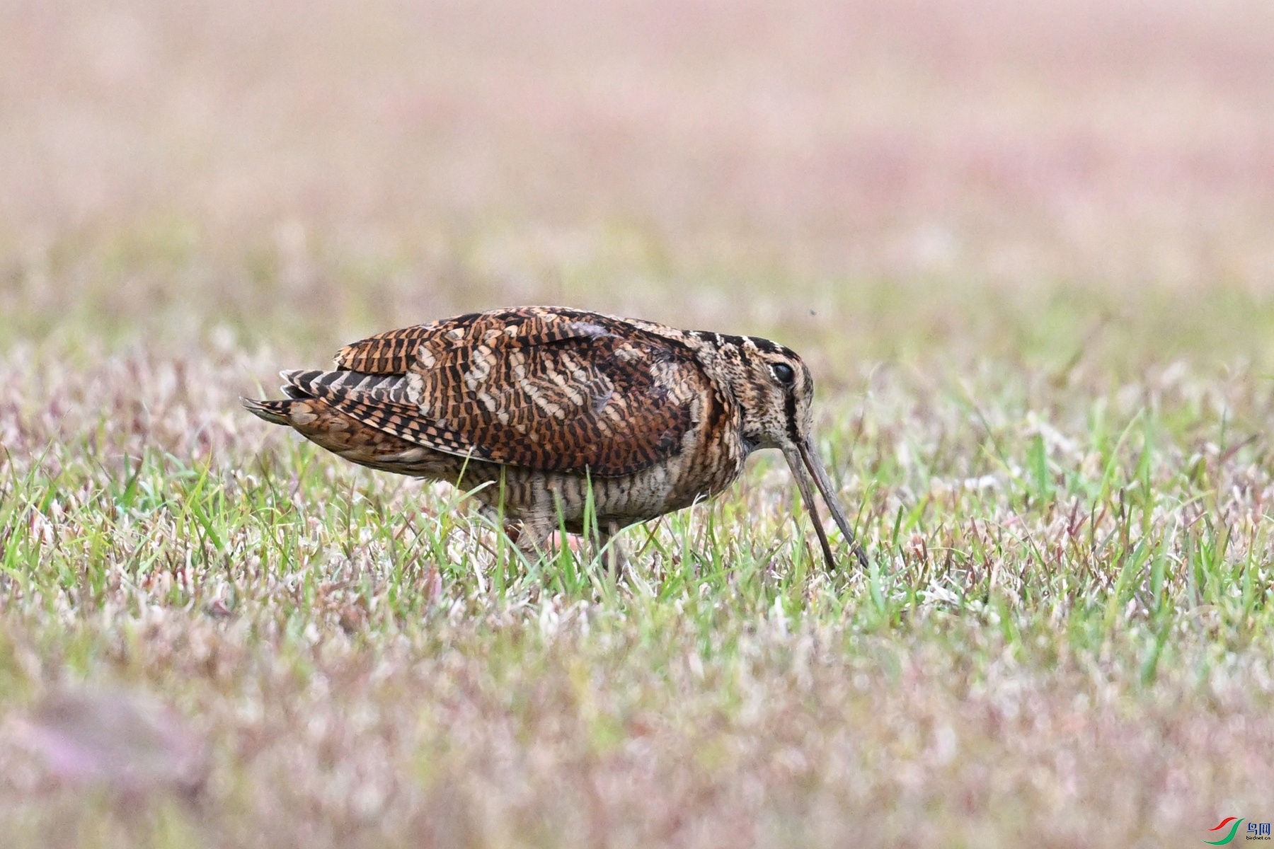 DSC_8723.JPG