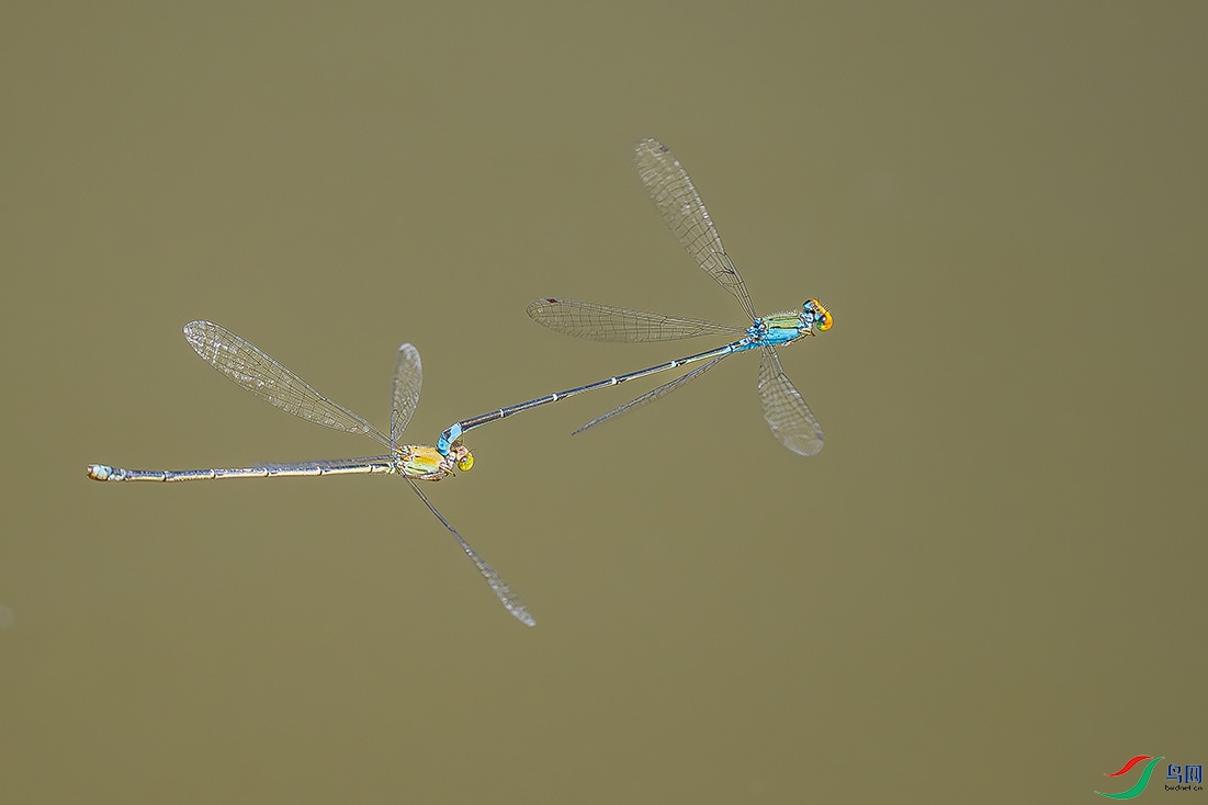 P4290294.jpg
