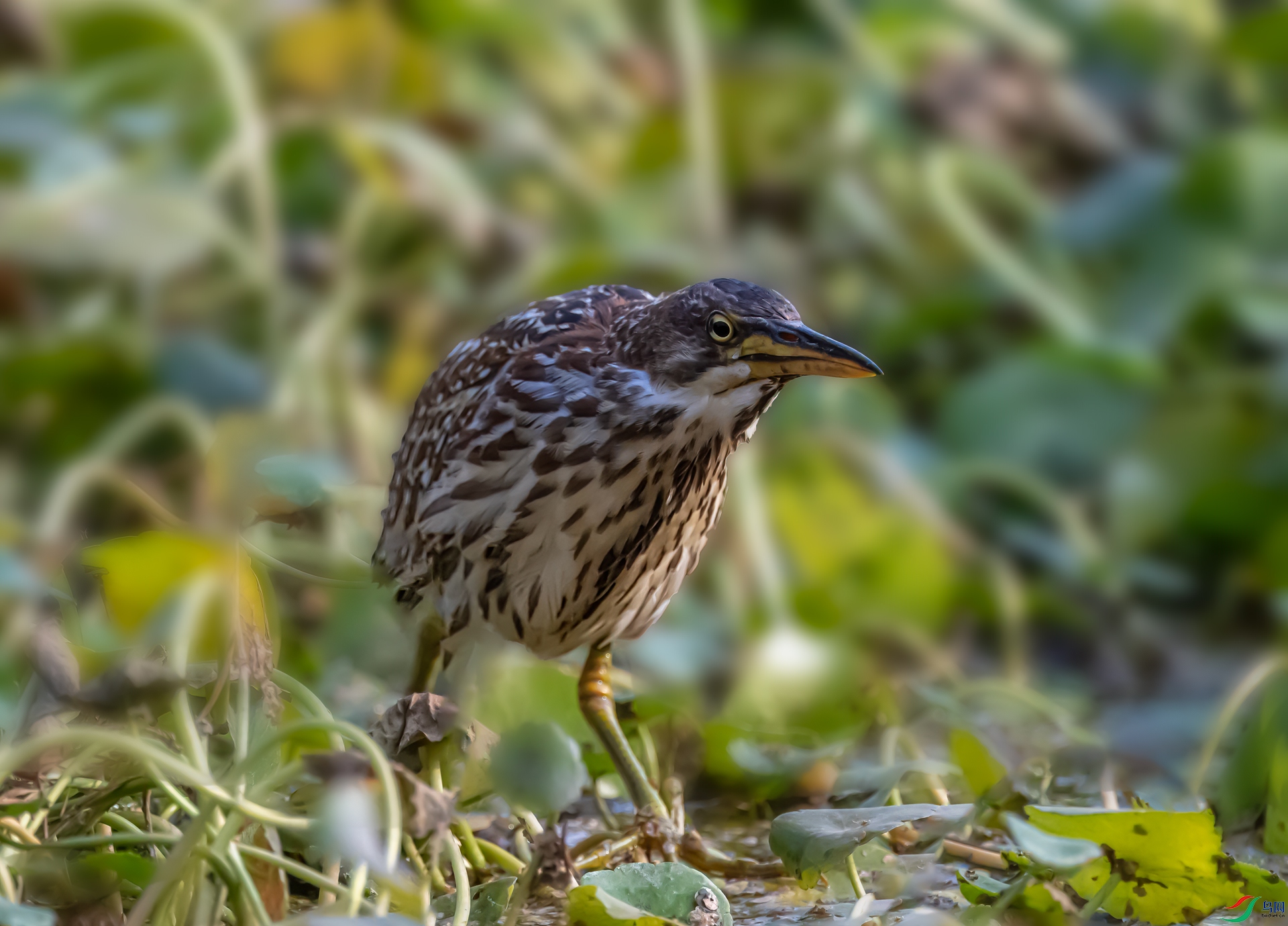 DSC_0640-11.jpg