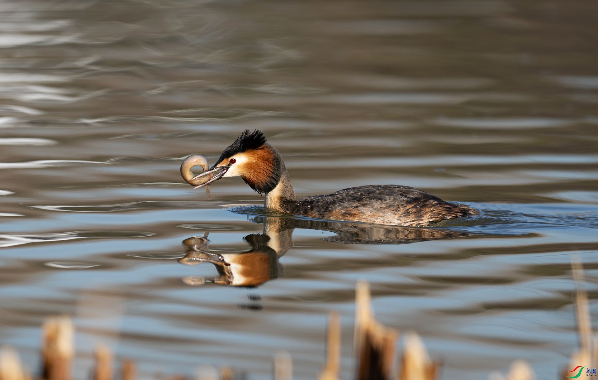 DSC_6691ds2.jpg