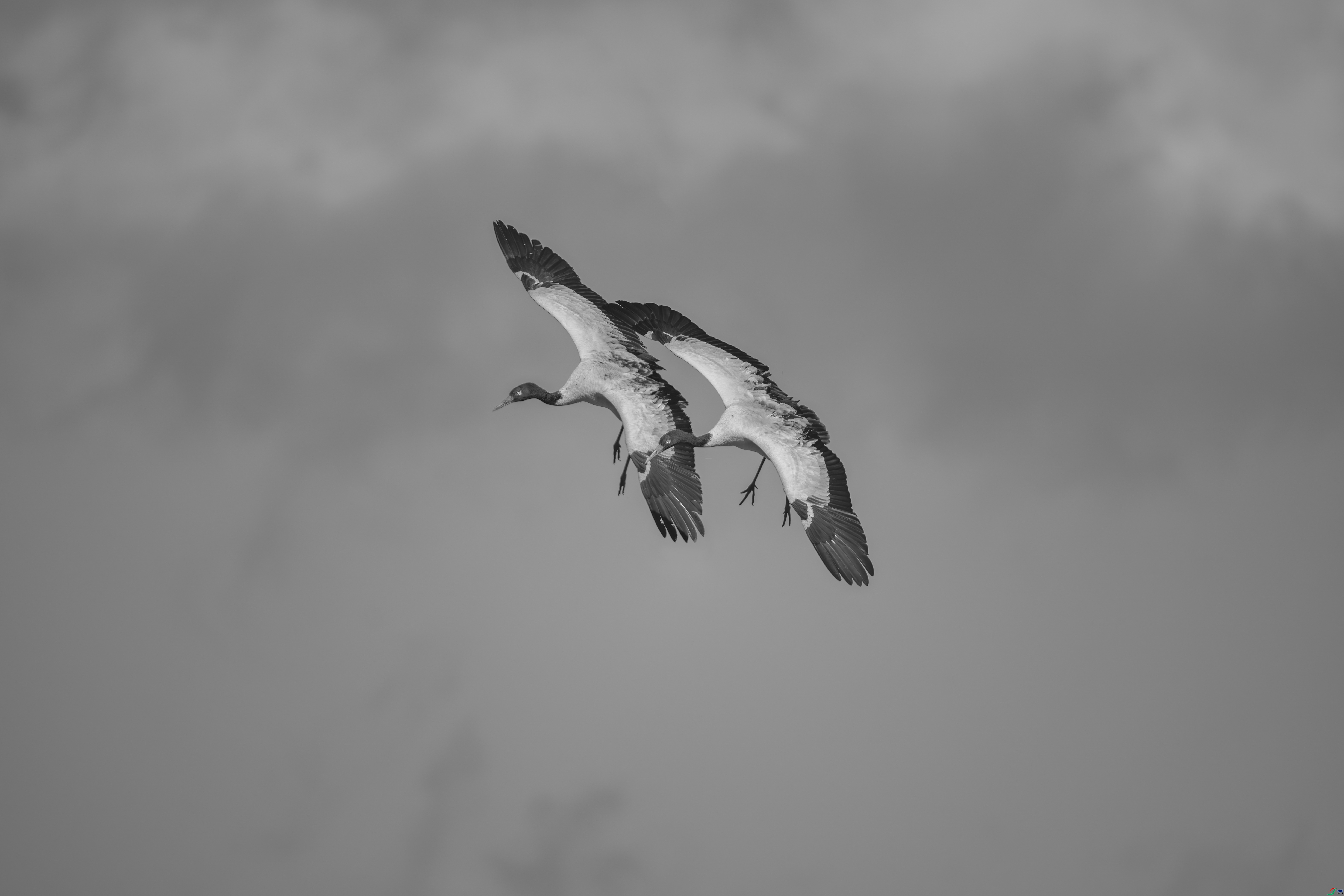 DSC_4965-1����ǿ-NR_����.jpg