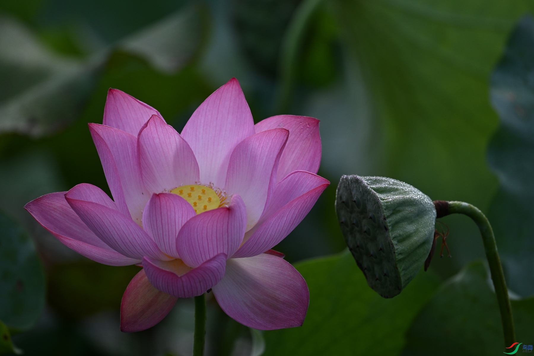 DSC_4054.JPG