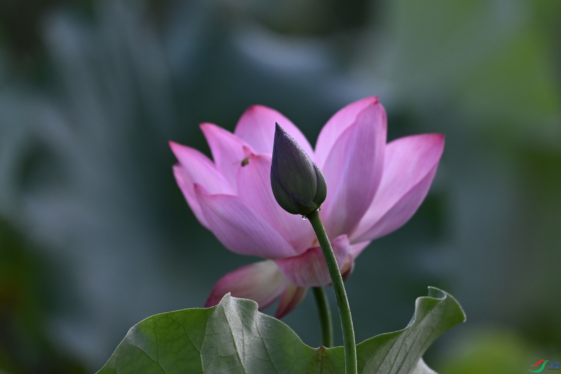 DSC_4058.JPG