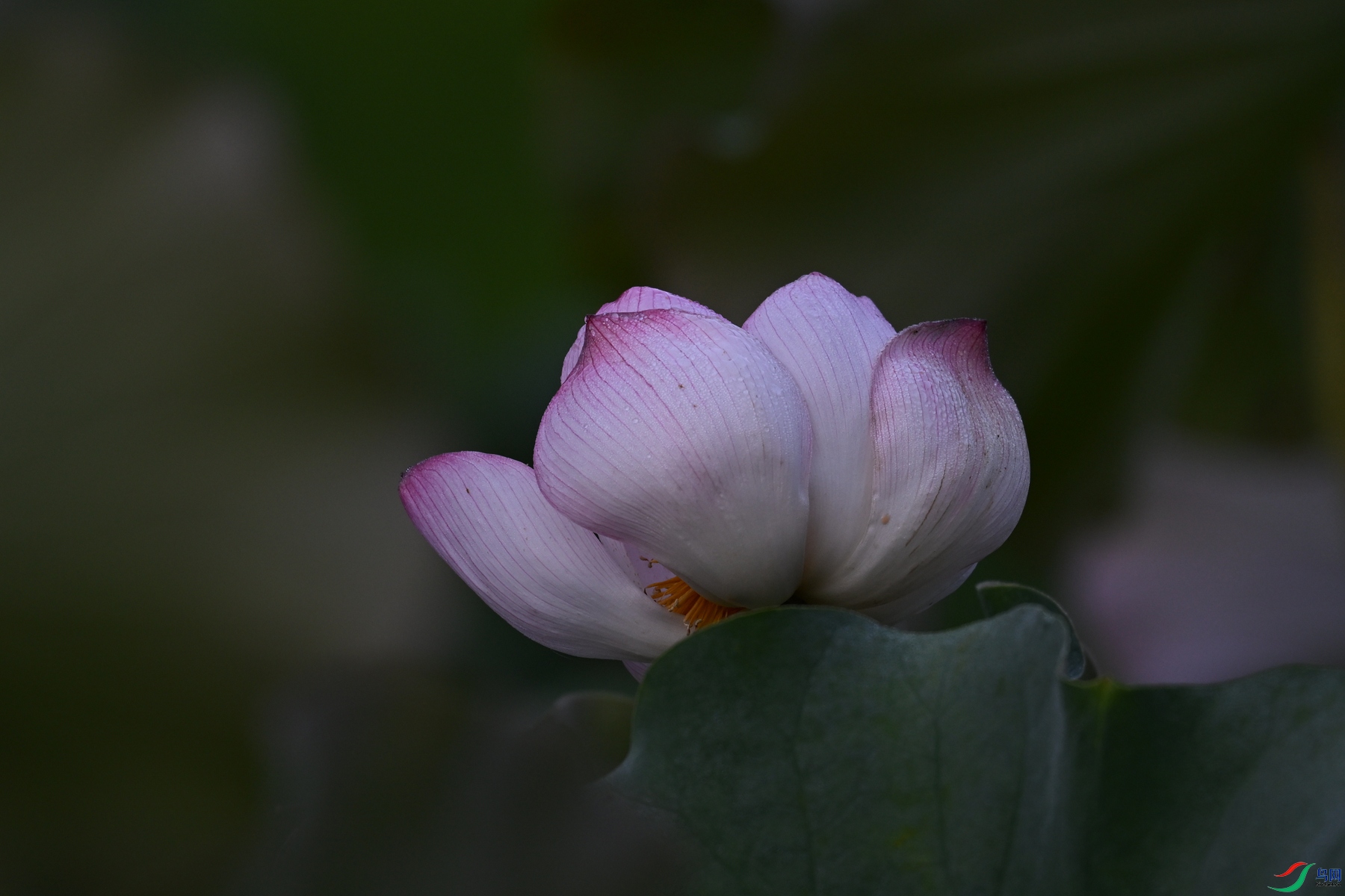 DSC_4068.JPG