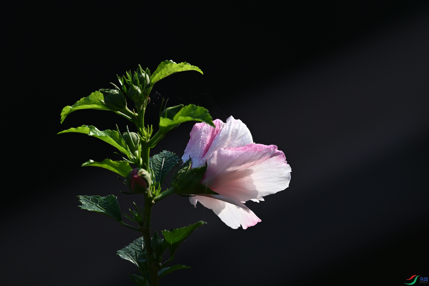 DSC_4092.JPG
