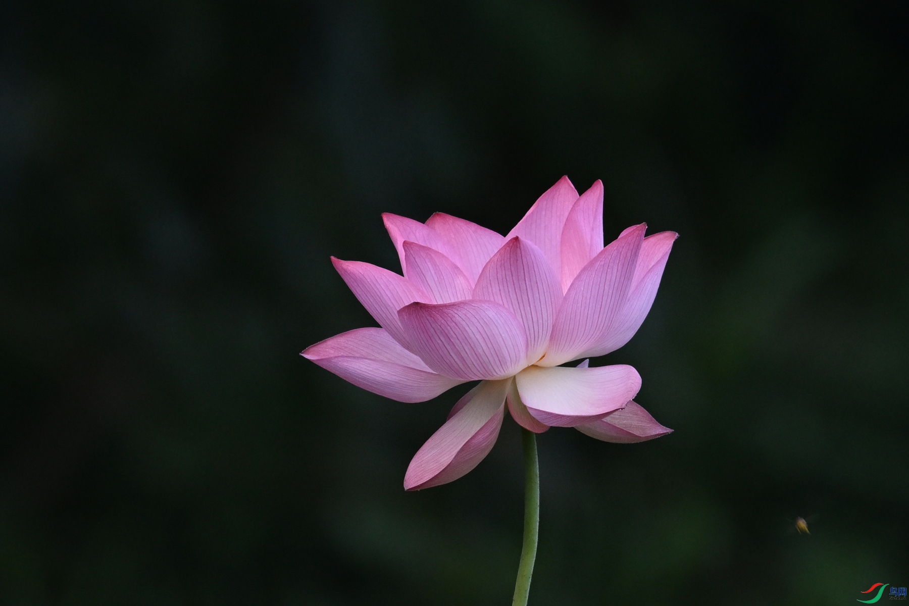 DSC_4051.JPG
