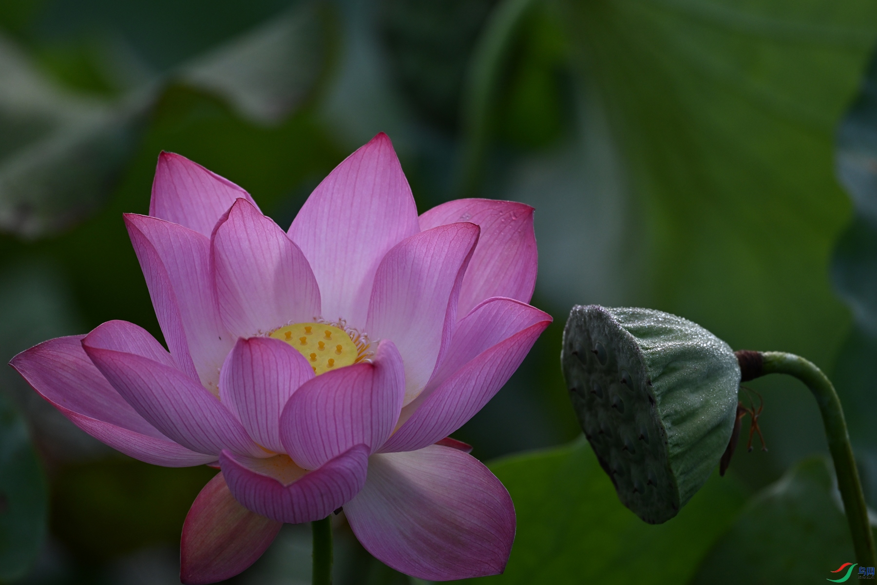 DSC_4055.JPG