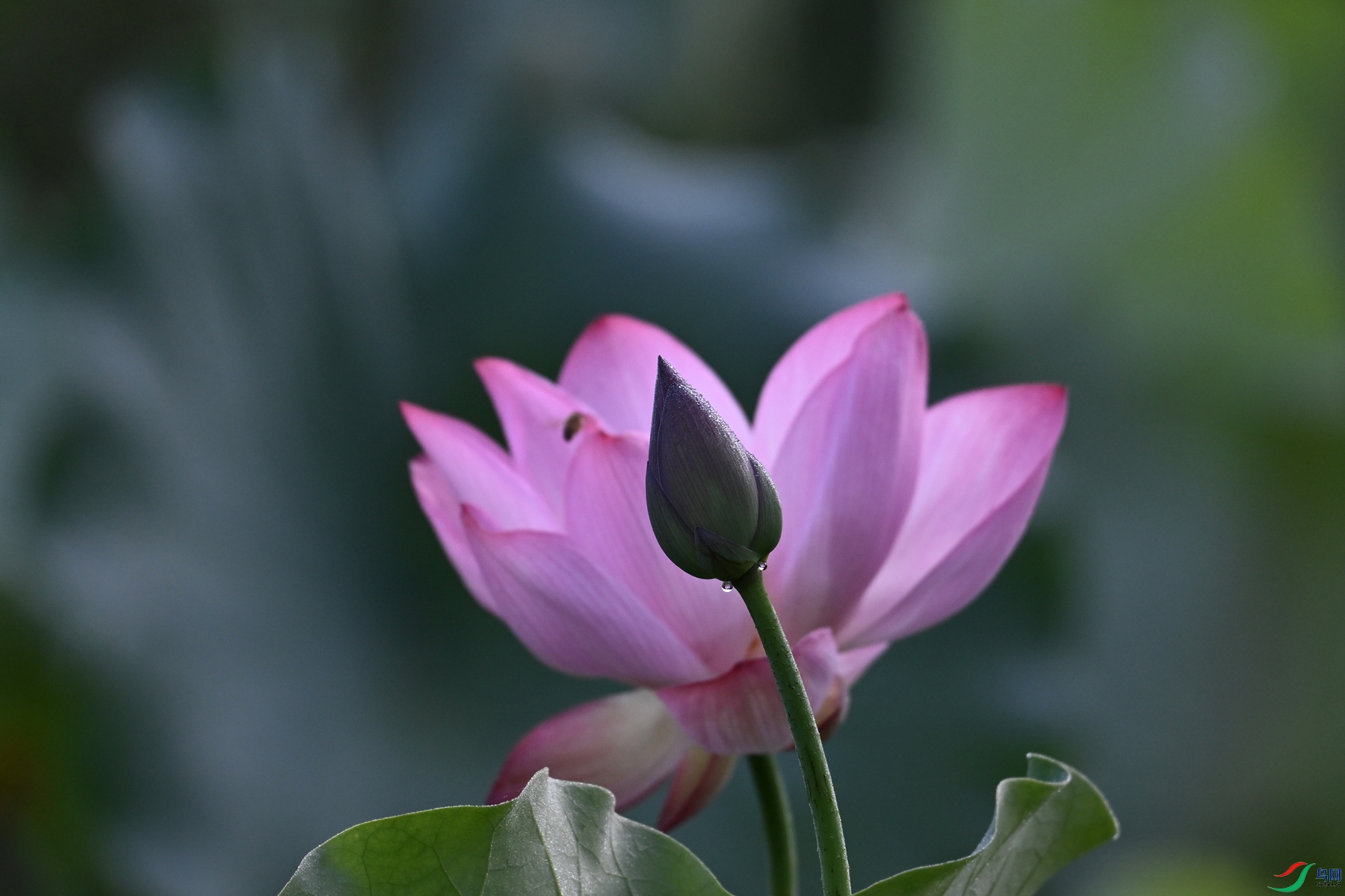 DSC_4059.JPG